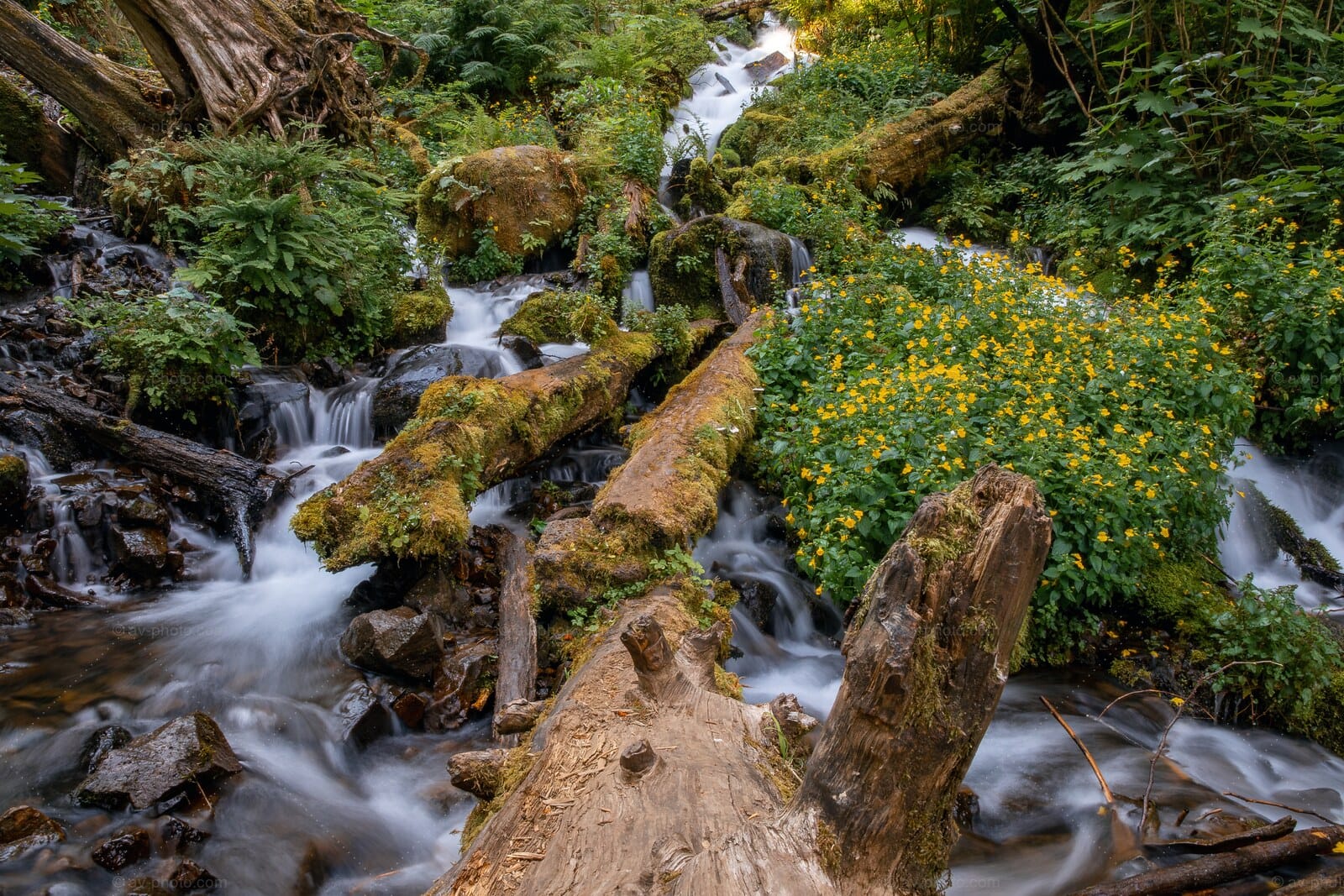 Monkeyflower Cascade