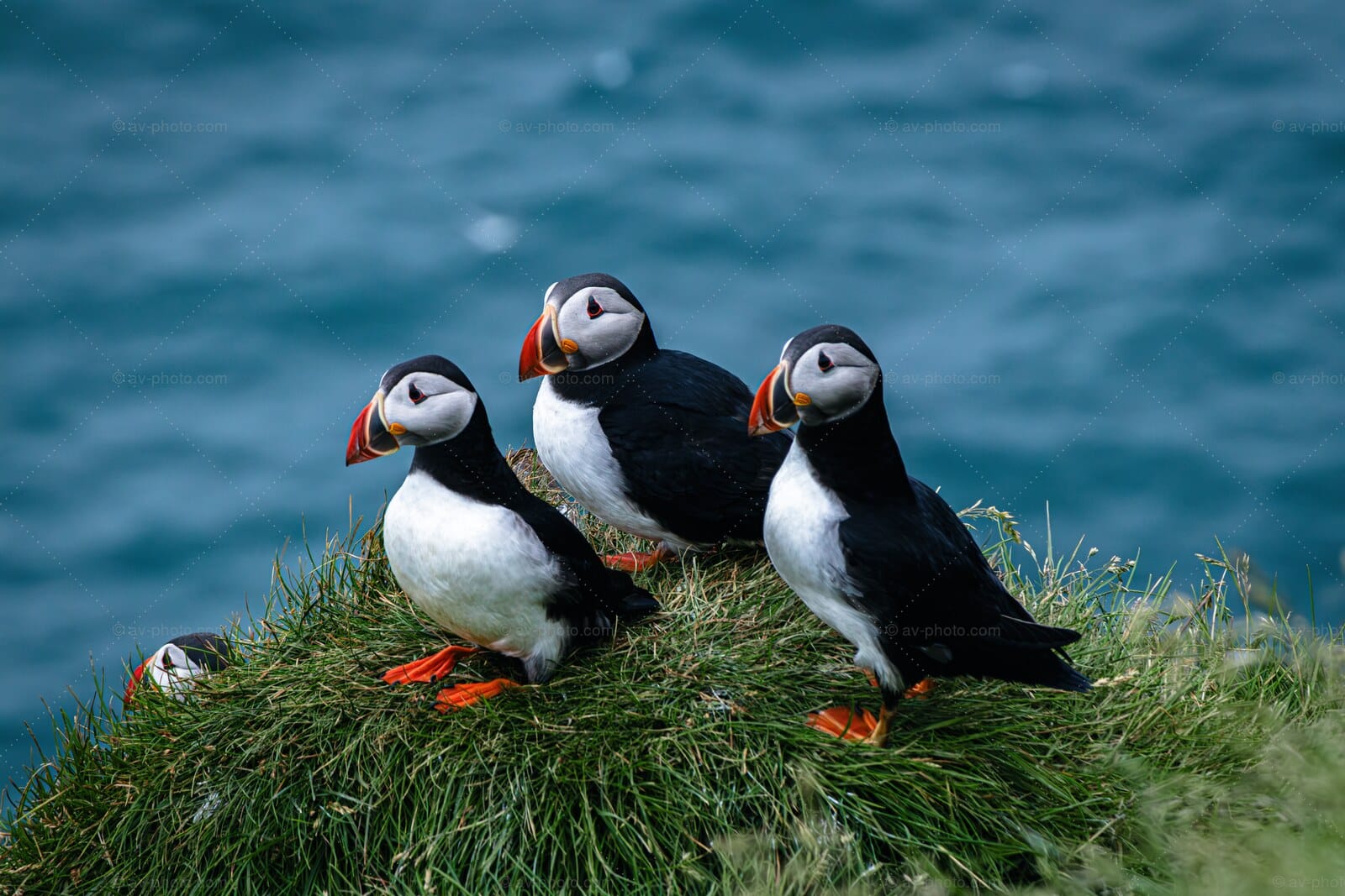 Puffin Trio Cliff