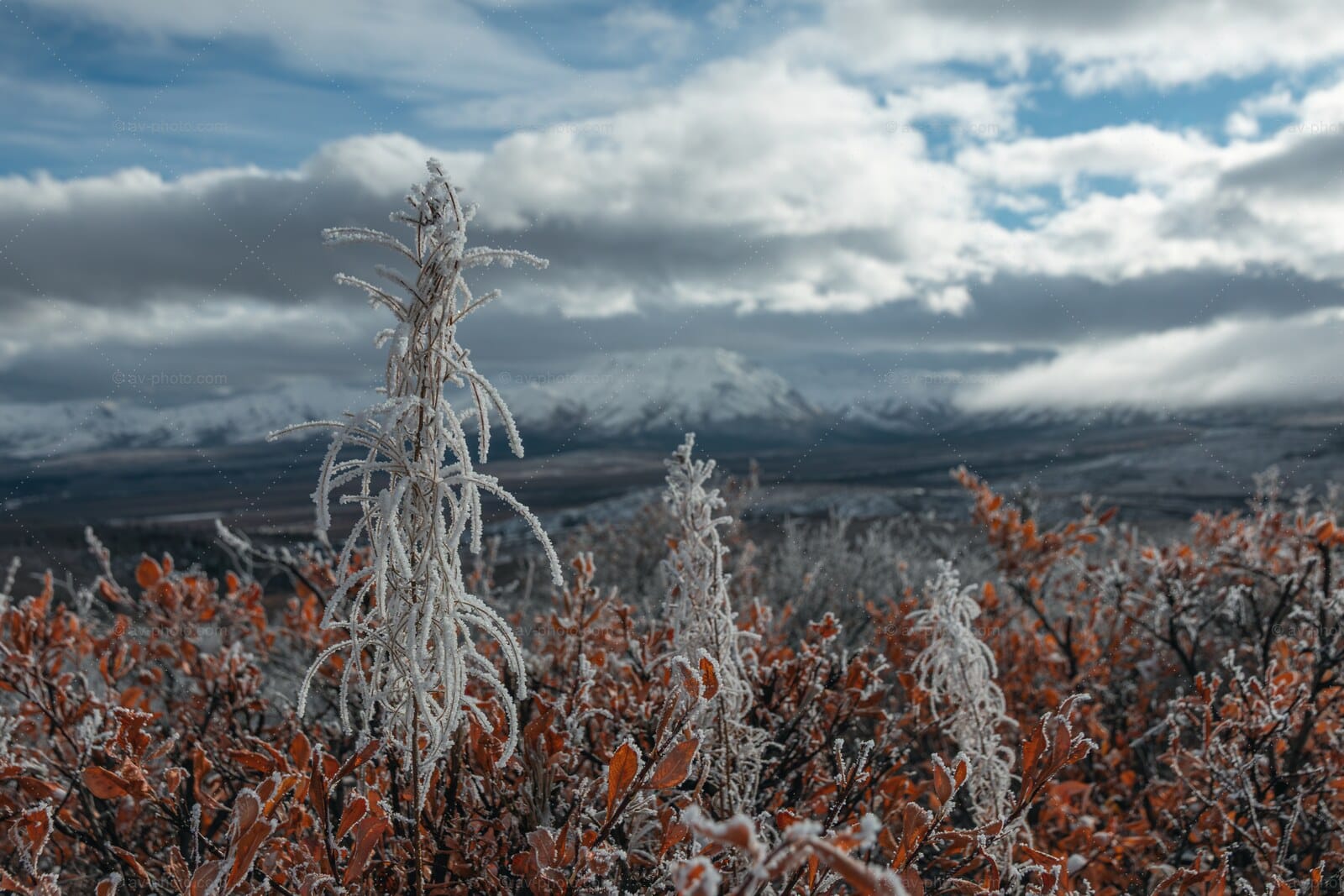 Frosted Fireweed Tundra