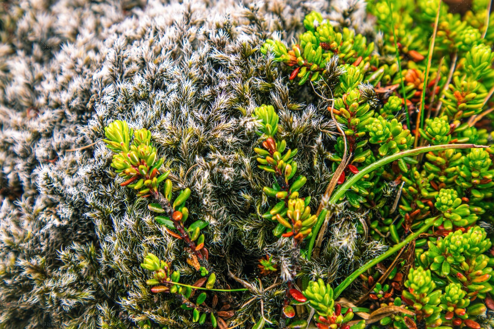 Tundra Moss and Crowberry