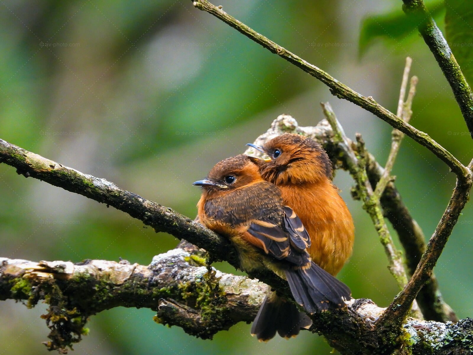 Cinnamon Flycatchers Pair