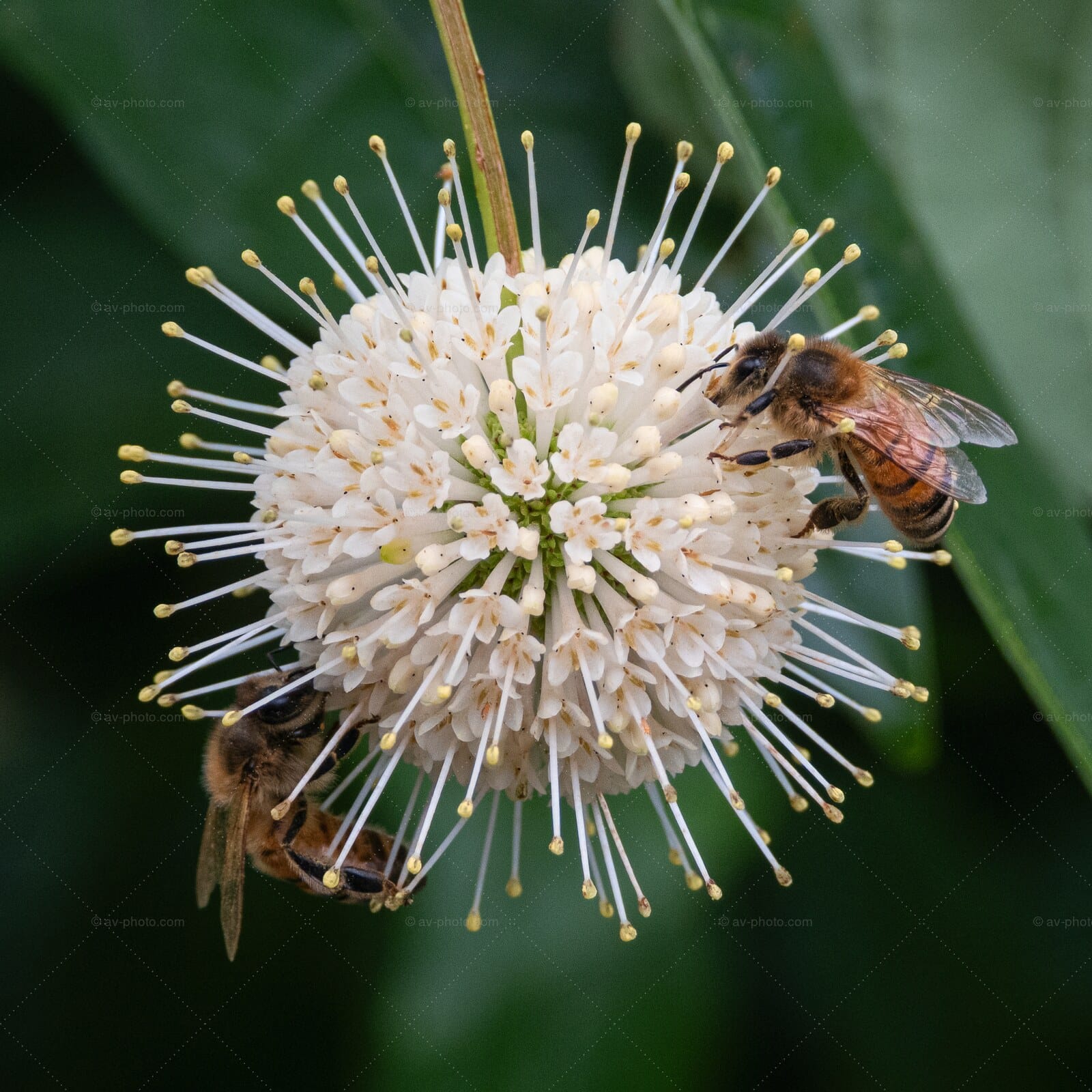 Bees on Buttonbush