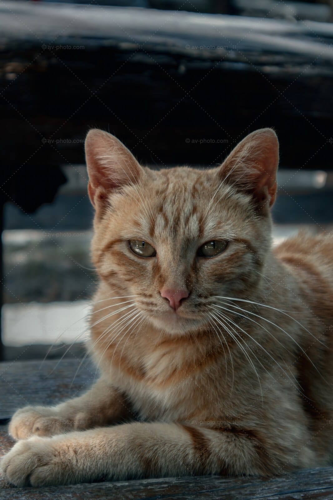 Ginger Cat Repose