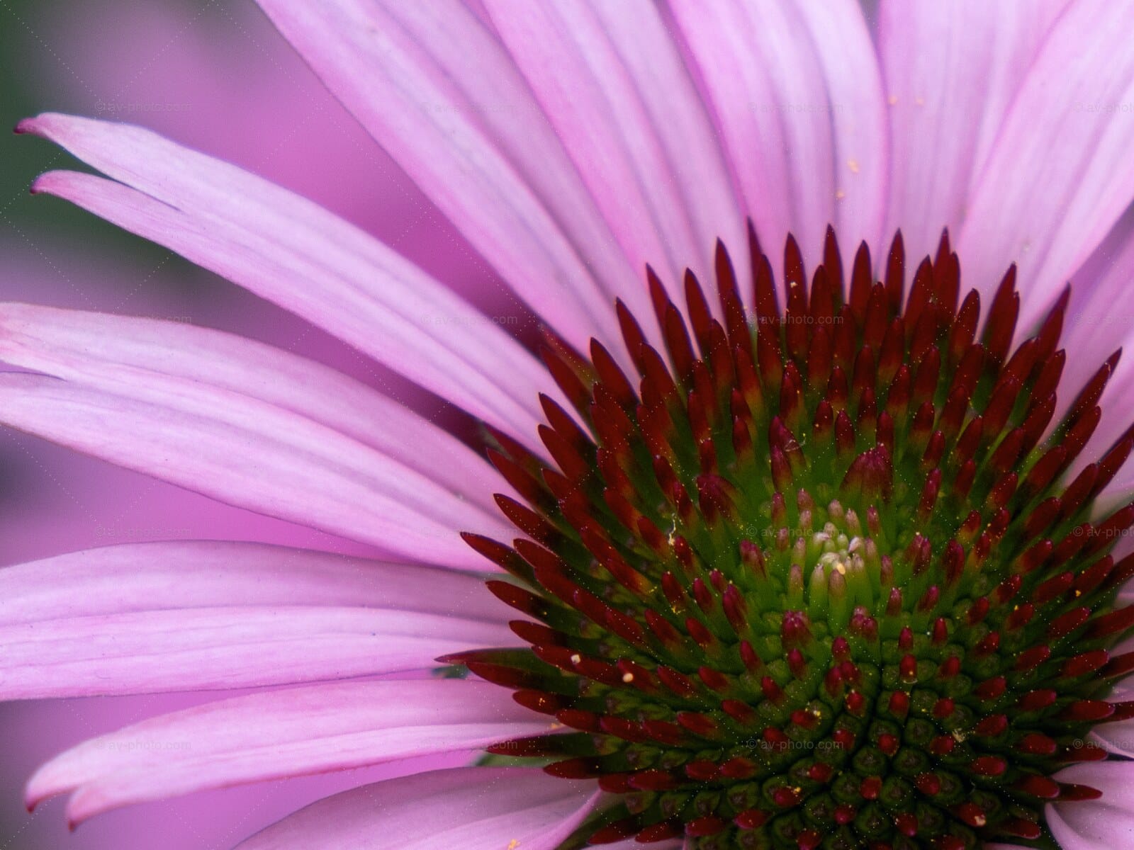Coneflower Crown