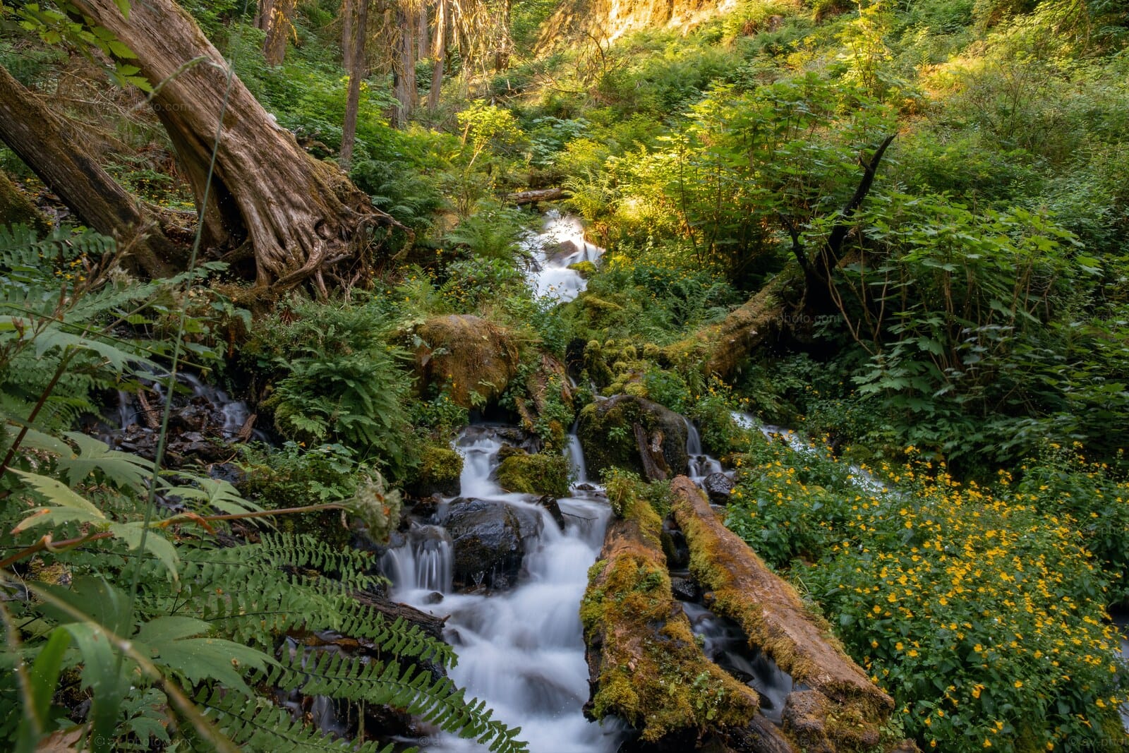 Fern Canyon Stream