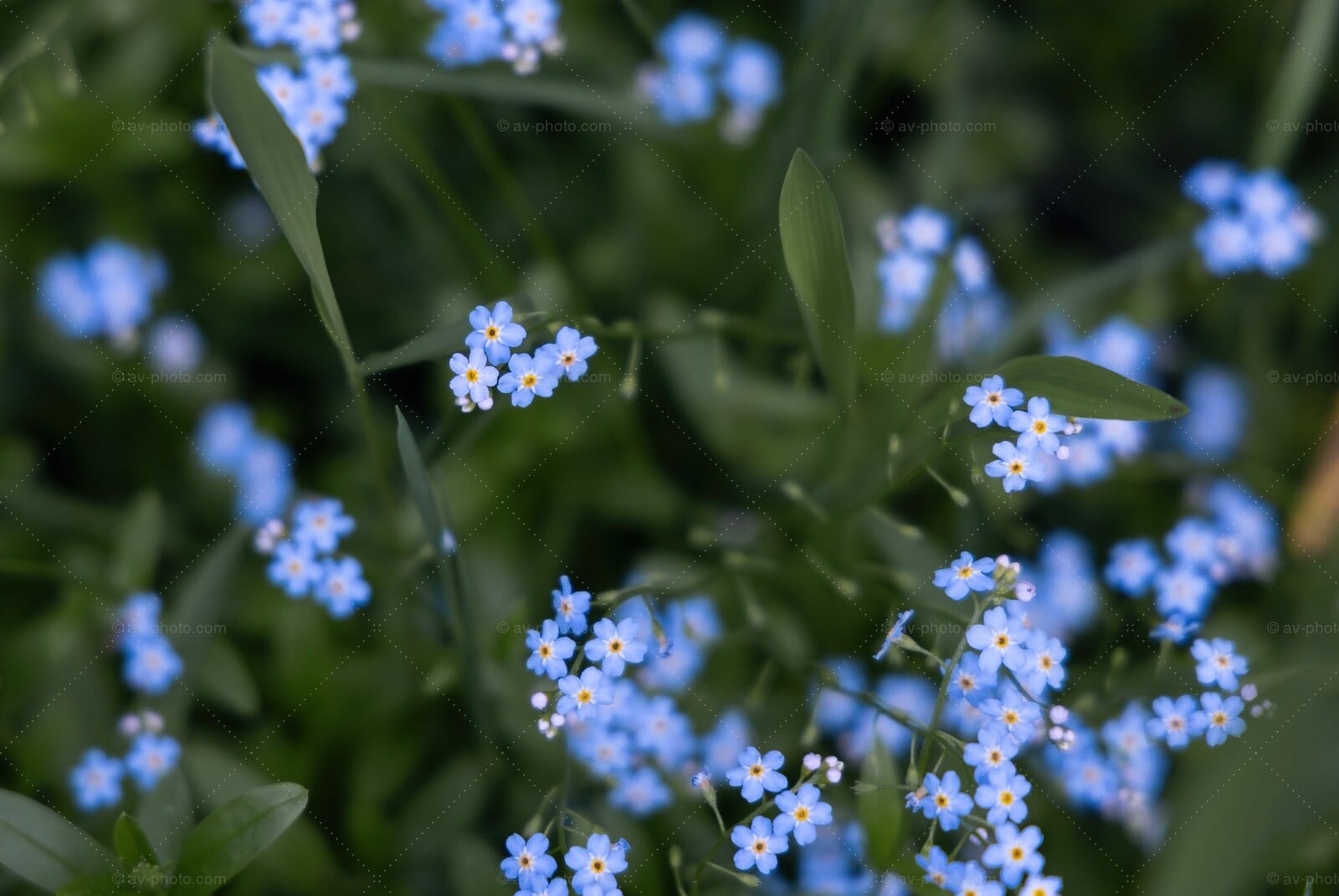 Forget Me Not Meadow
