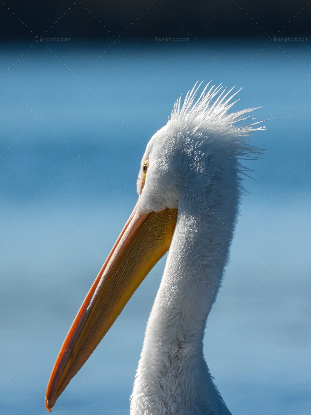 Pelican Portrait