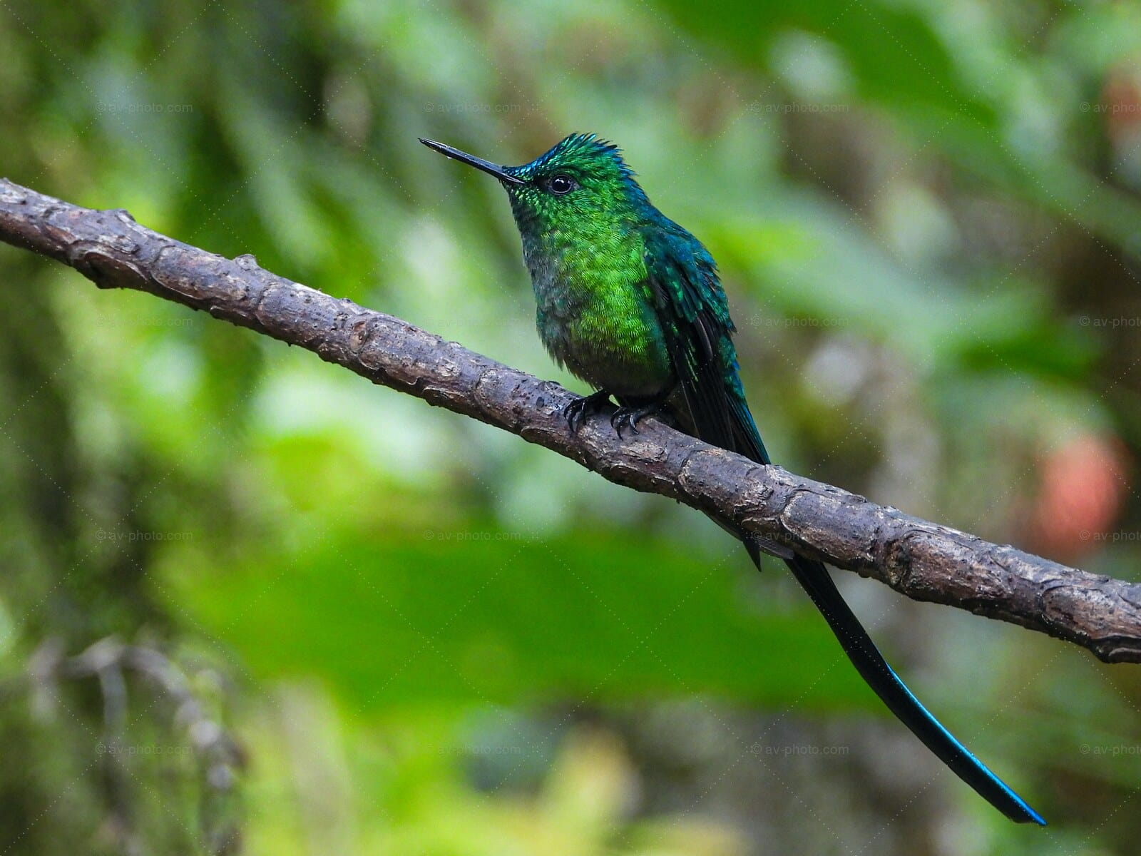 Long Tailed Sylph