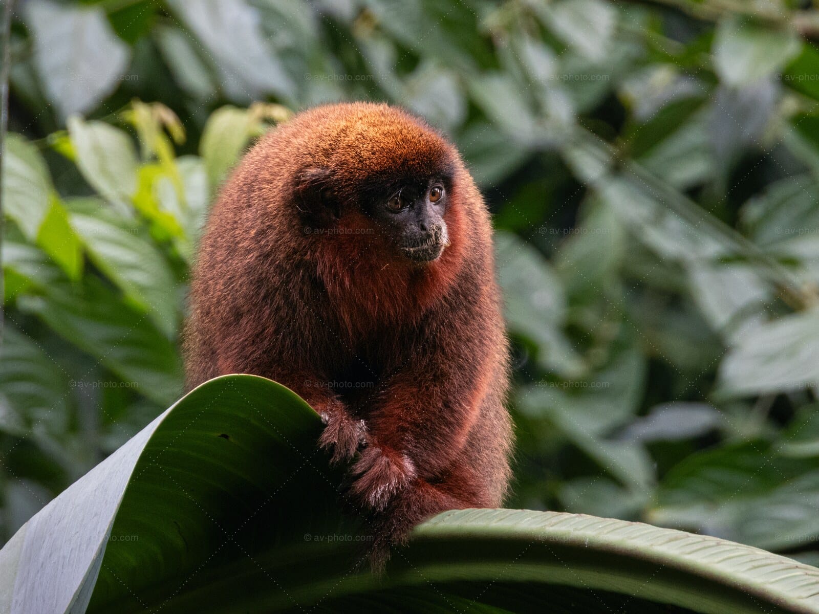 Titi Monkey Repose