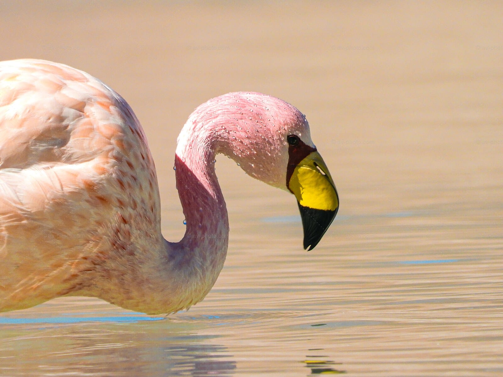Bolivian Flamingo