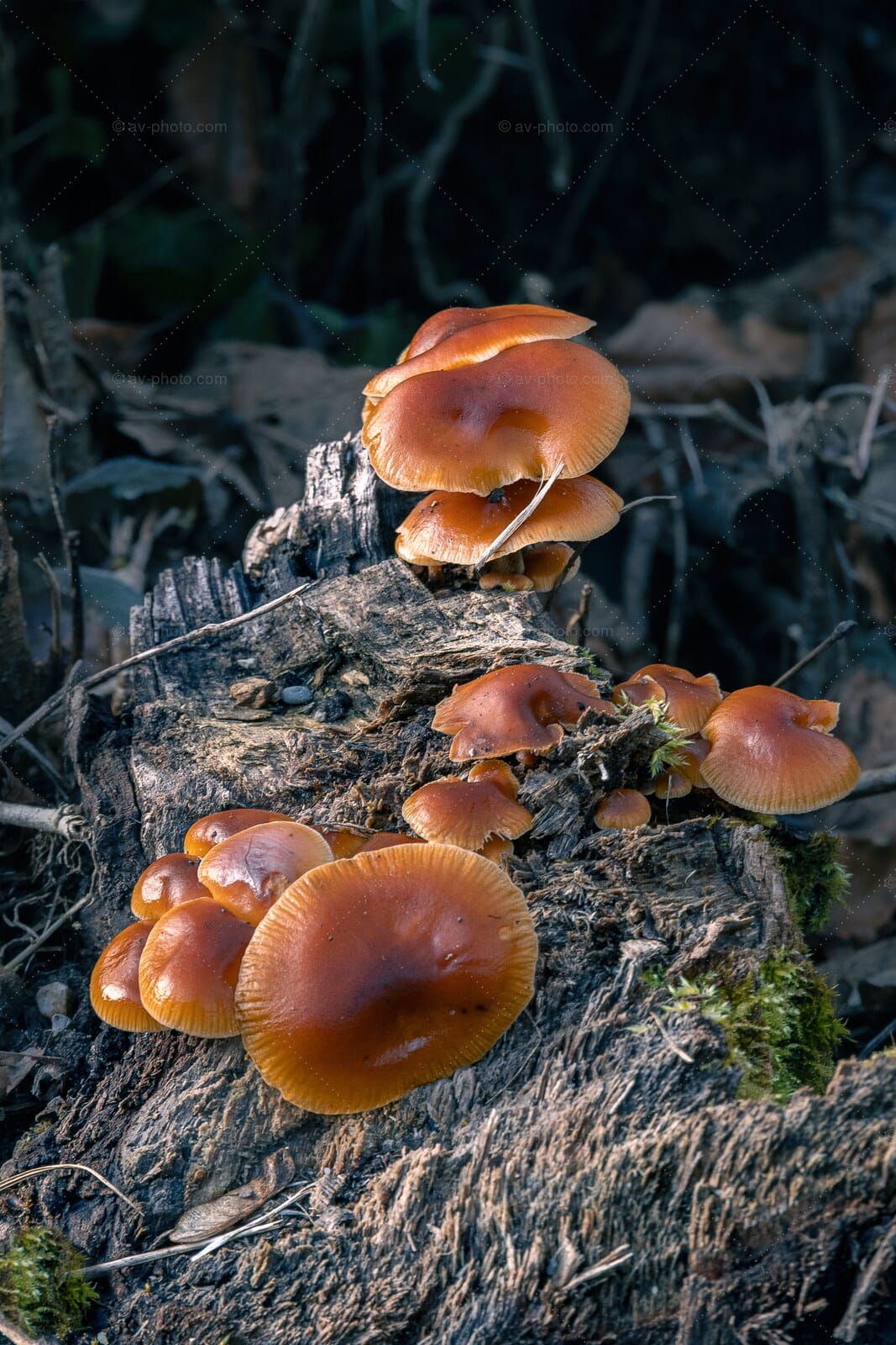 Woodland Mushrooms