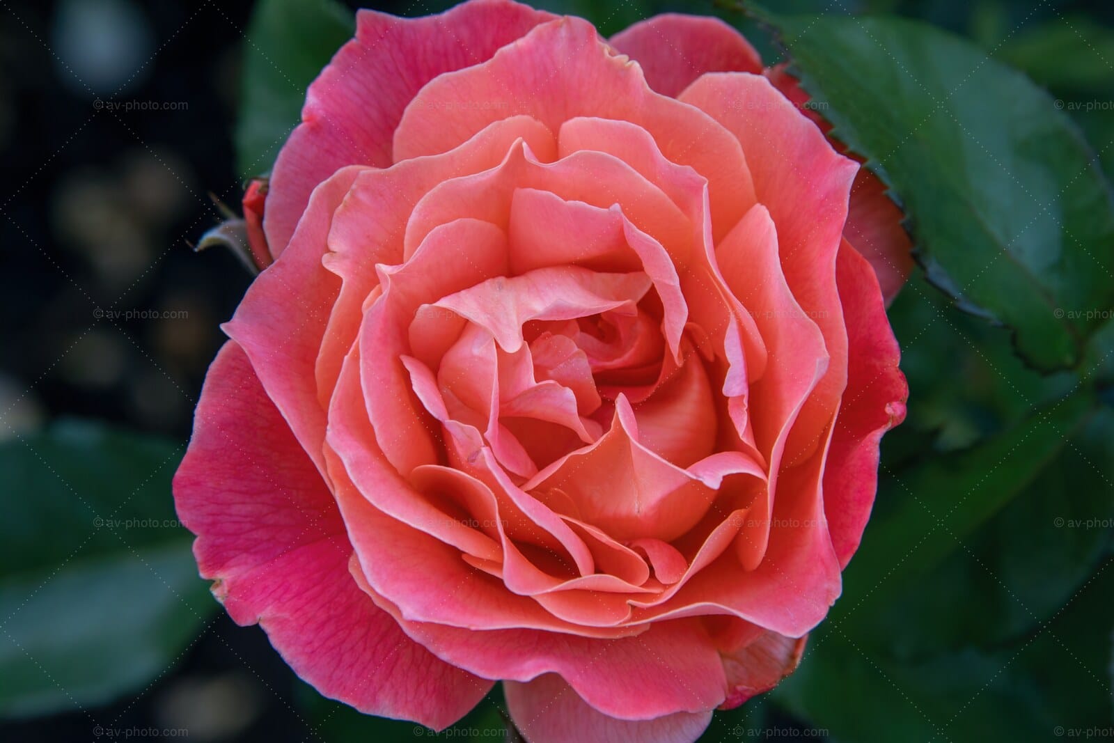 Coral Rose Bloom