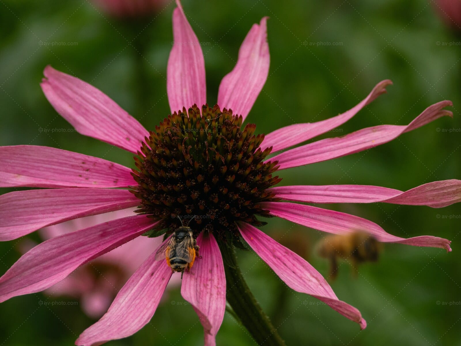 Bees on Coneflower