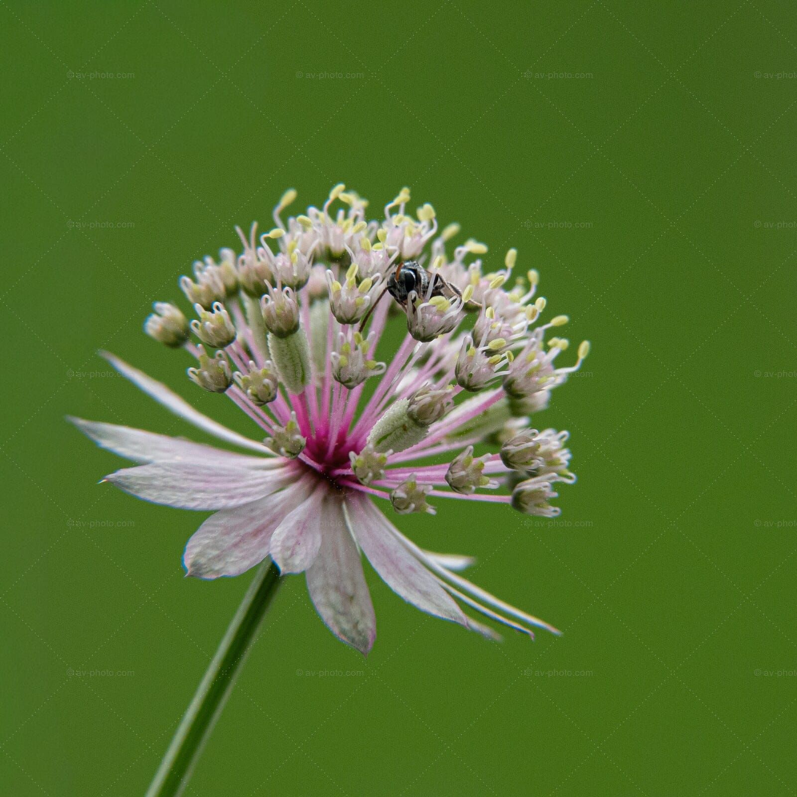 Masterwort Visitor