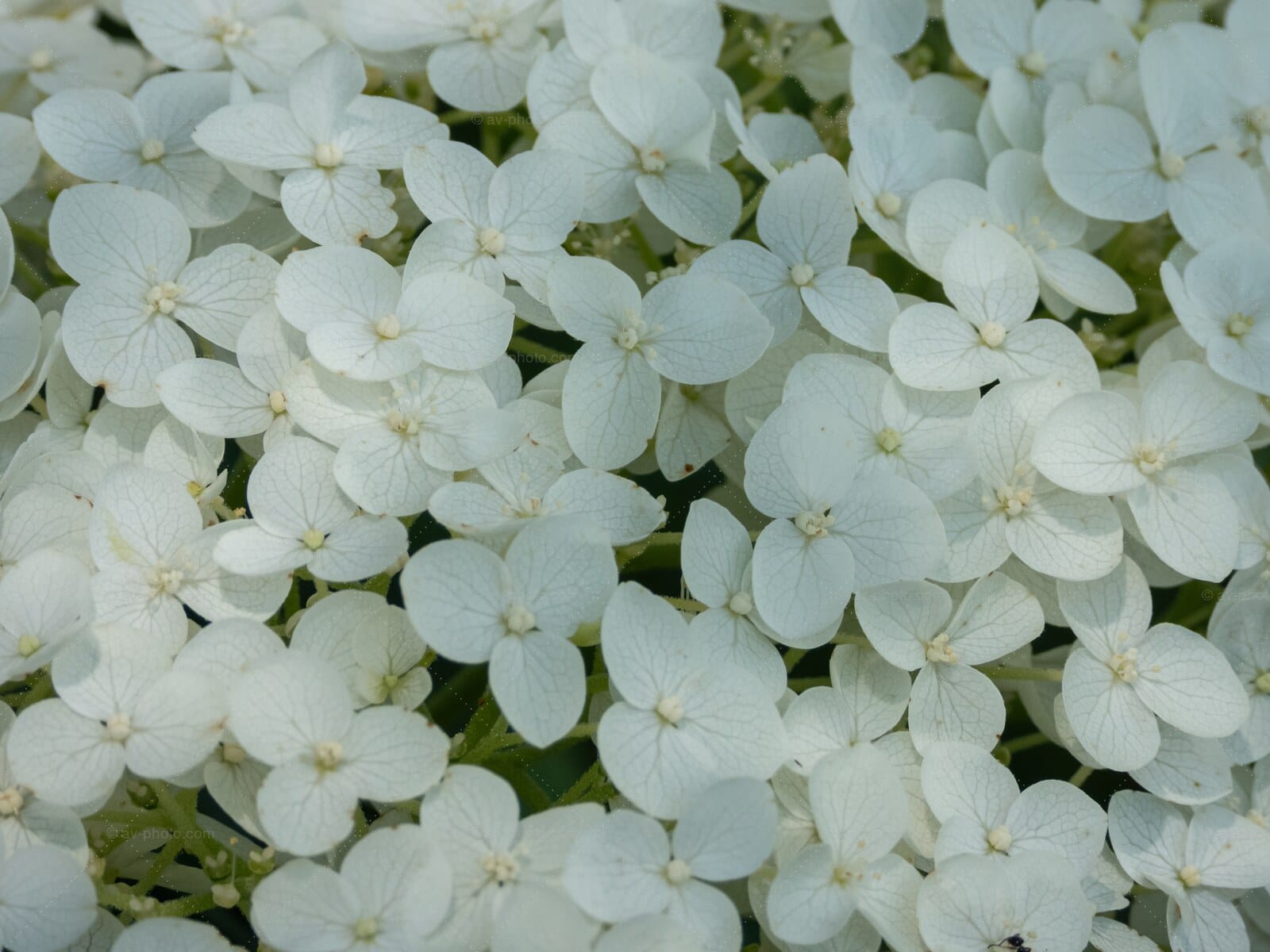 Hydrangea White