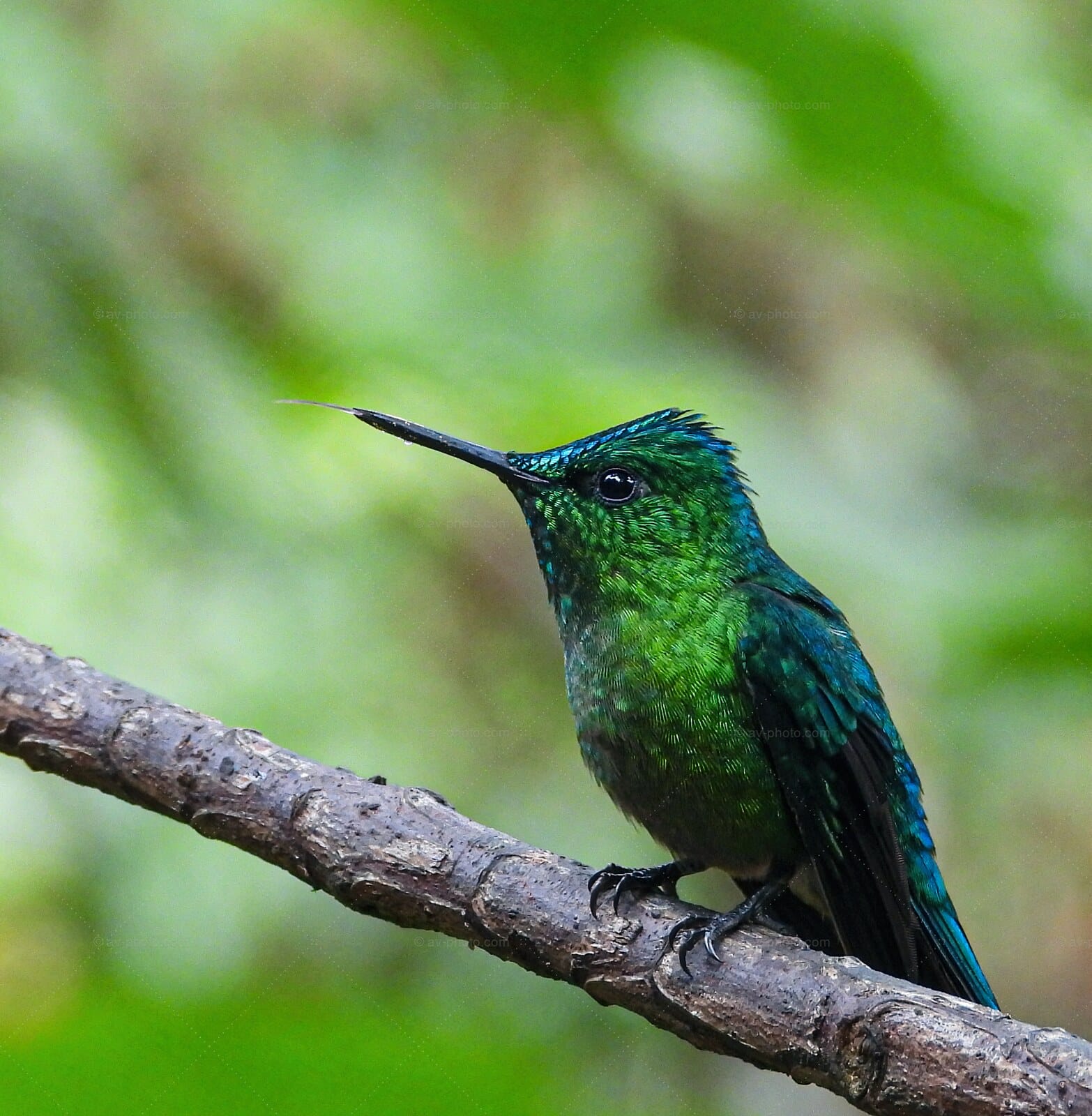 Sparkling Violetear