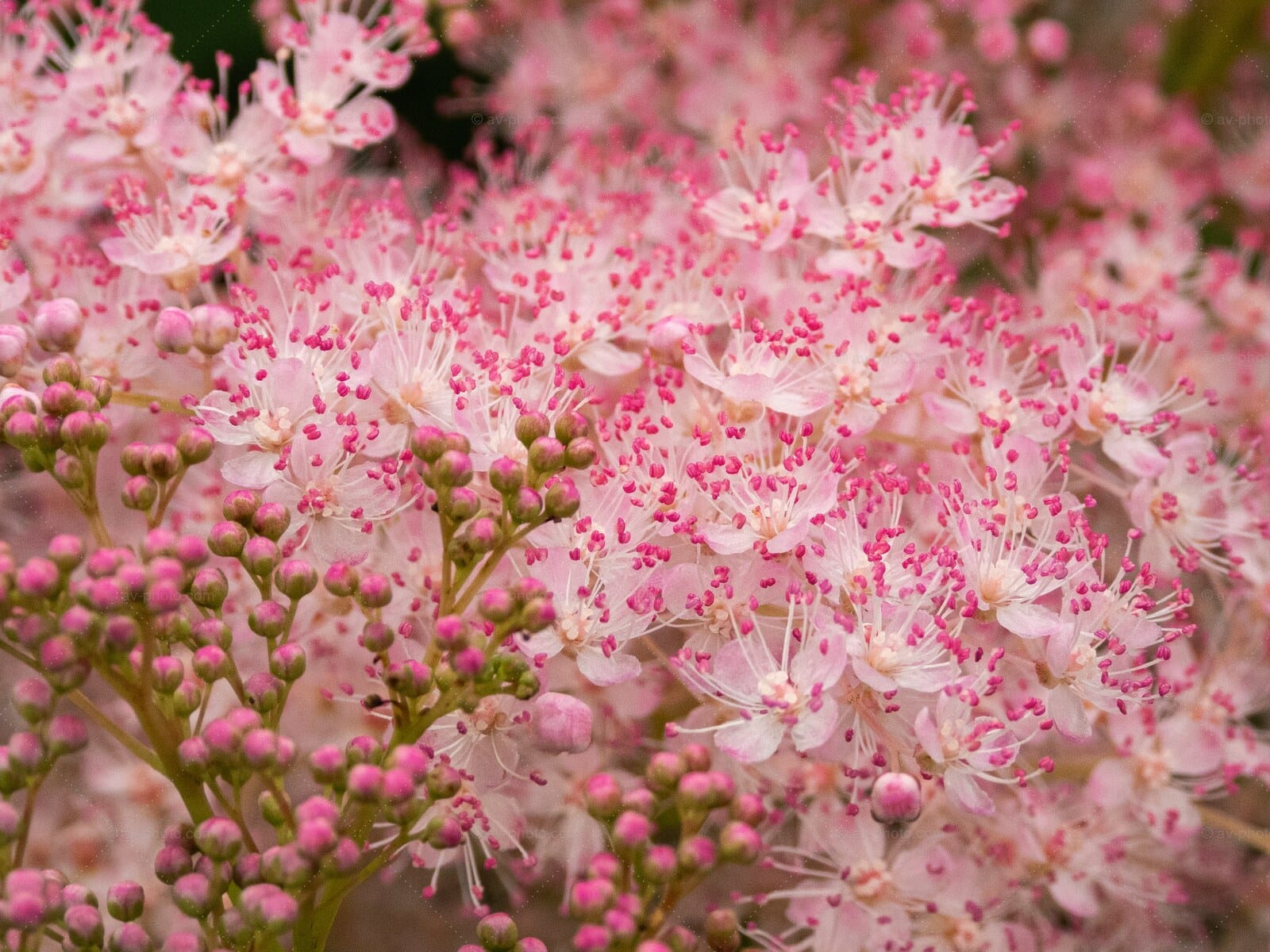 Meadowsweet Blush