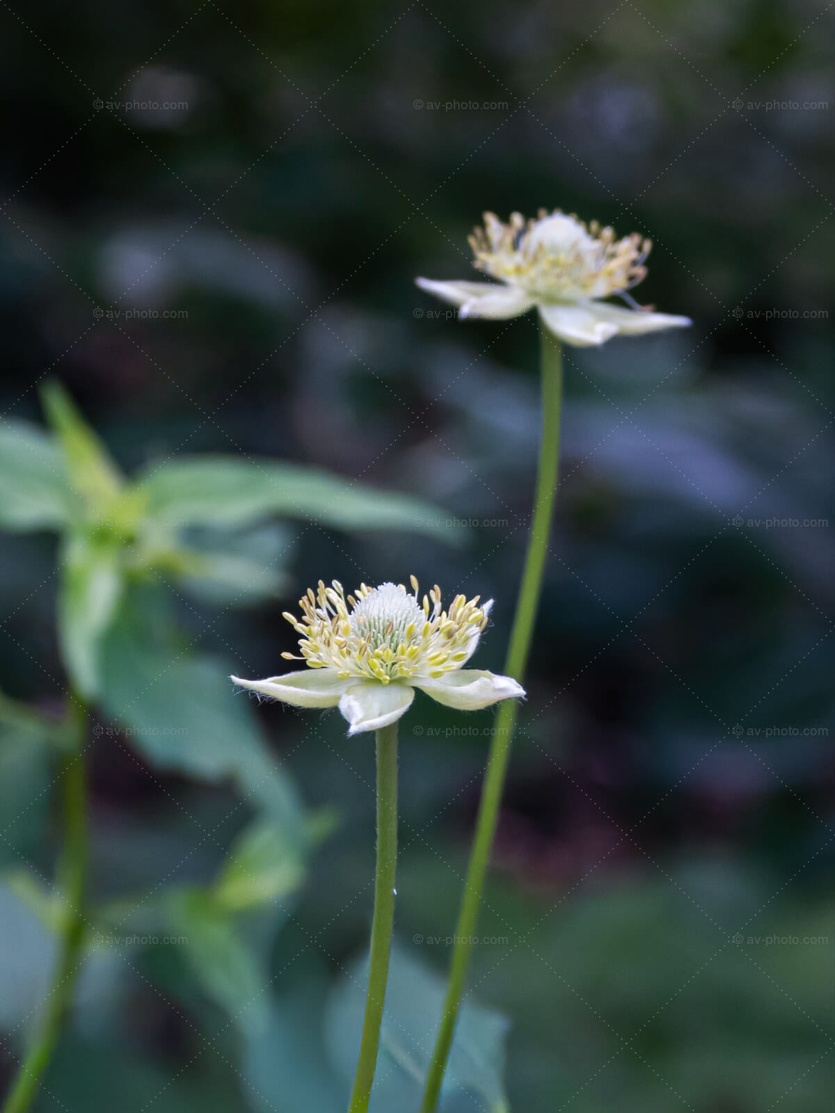 Thimbleweed Pair