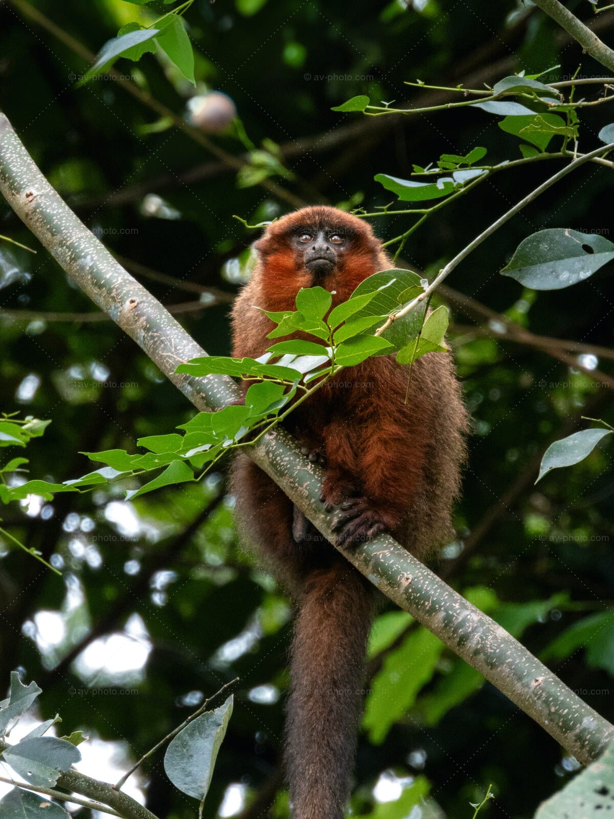 Titi Monkey Watching