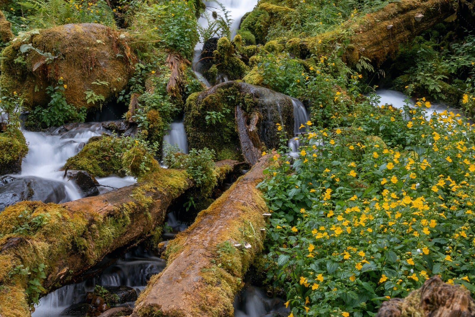 Creekside Monkeyflower