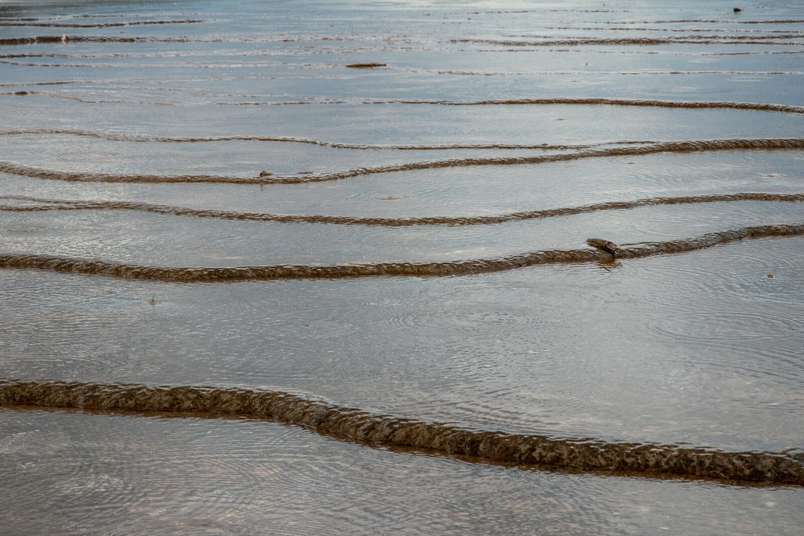 Microbial Mat Ribbons