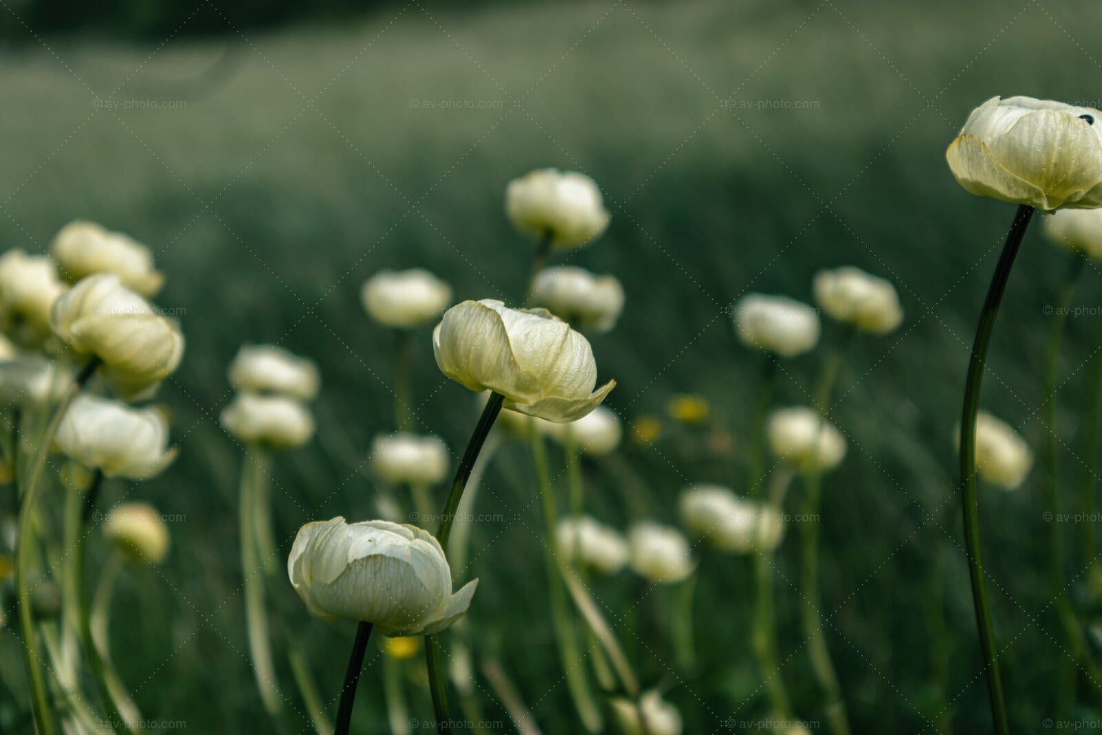 Icelandic Wildflowers