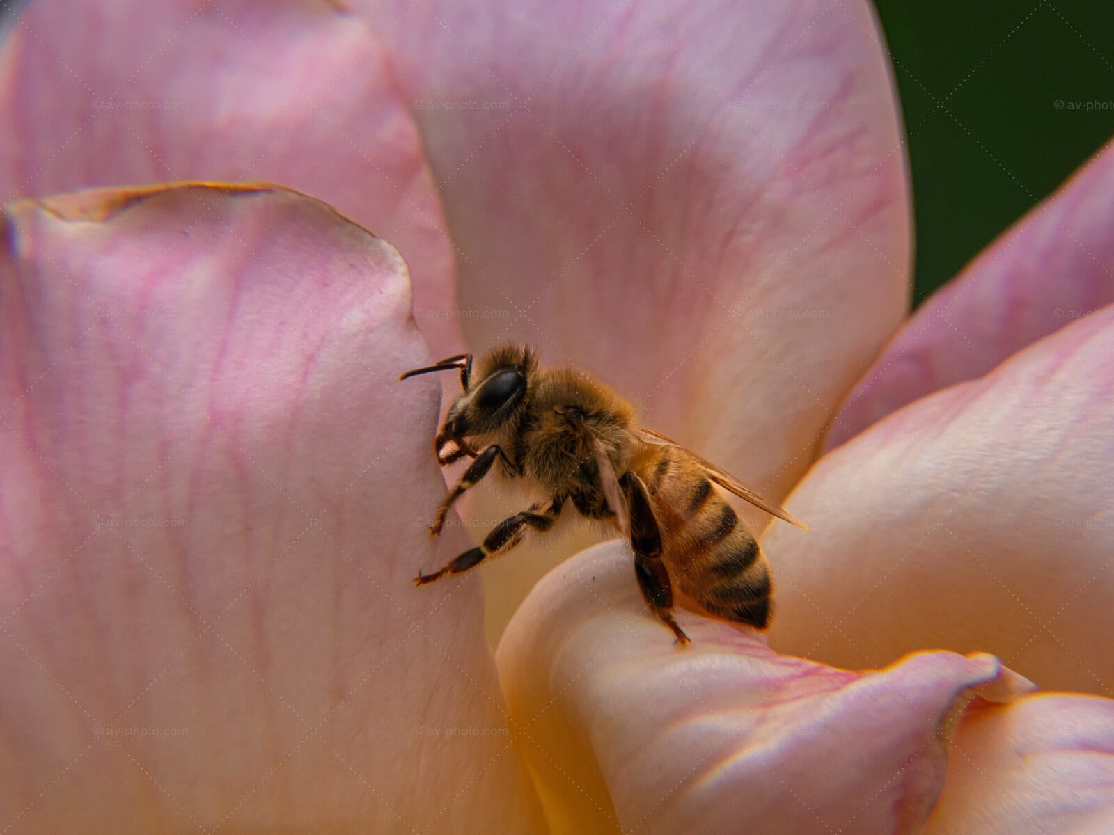 Honeybee on Rose