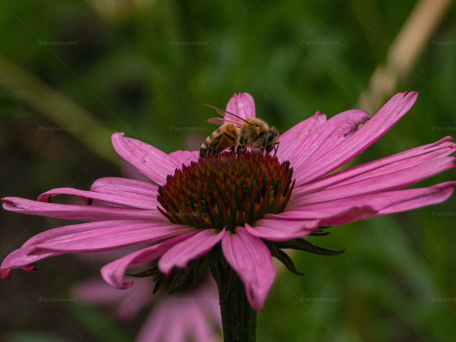 Bee on Coneflower