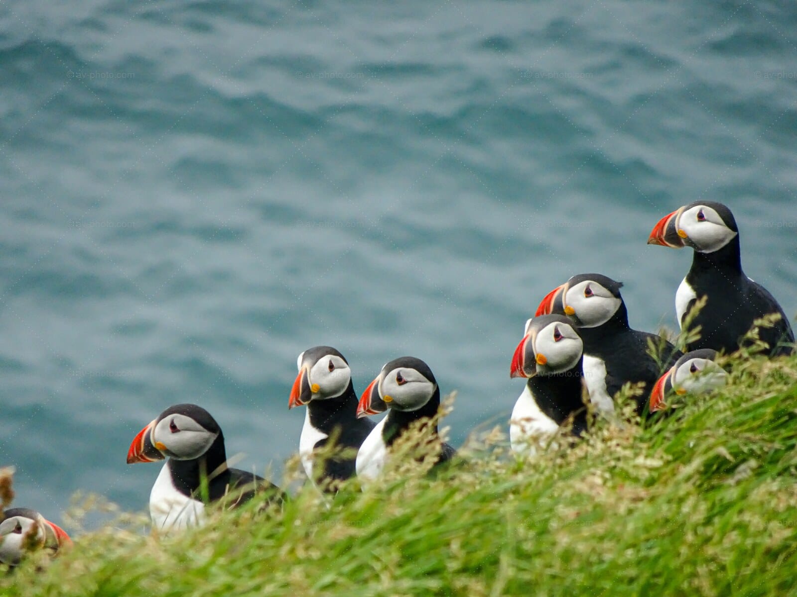 Puffin Colony Cliffside