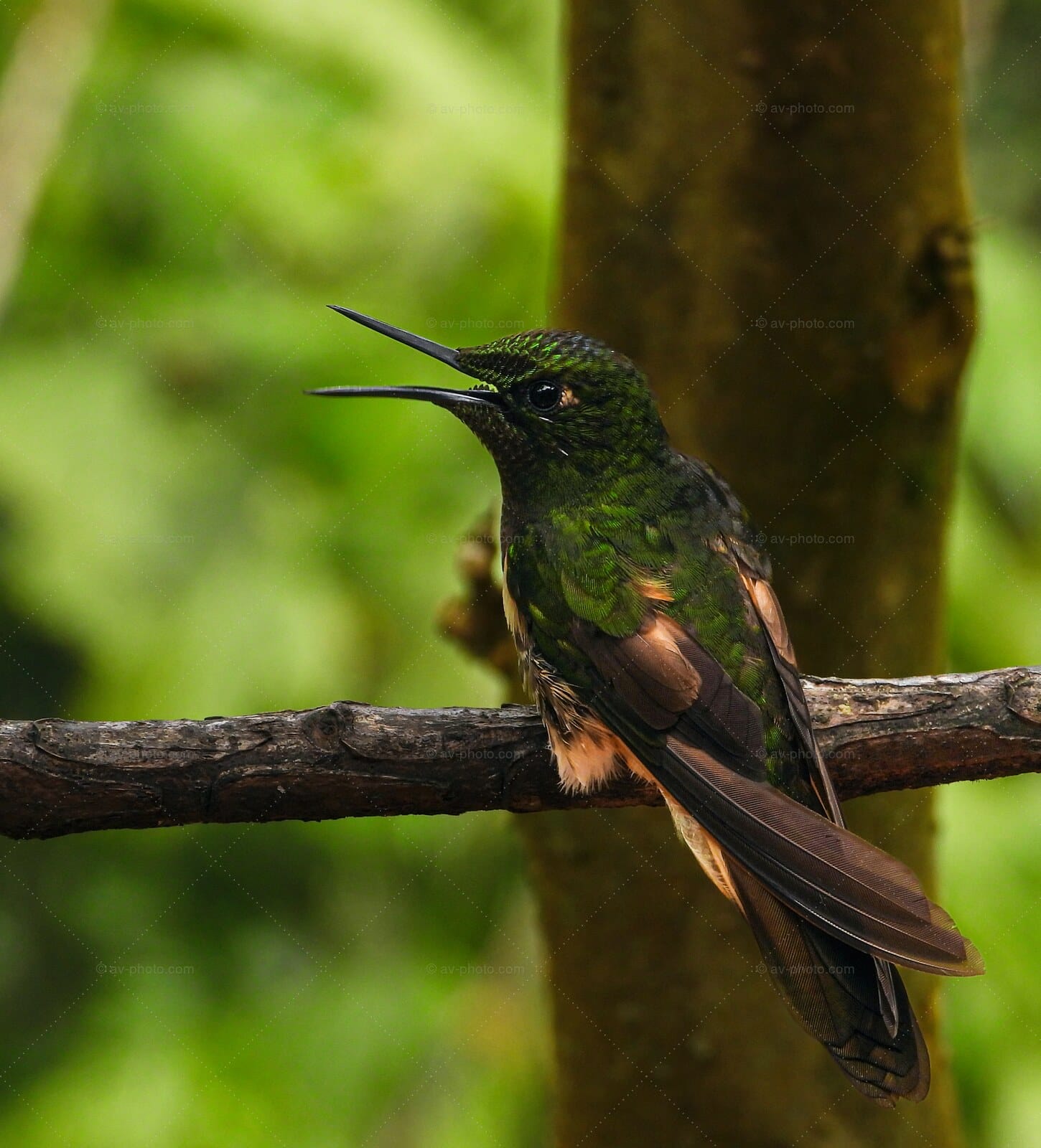 Buff Tailed Coronet