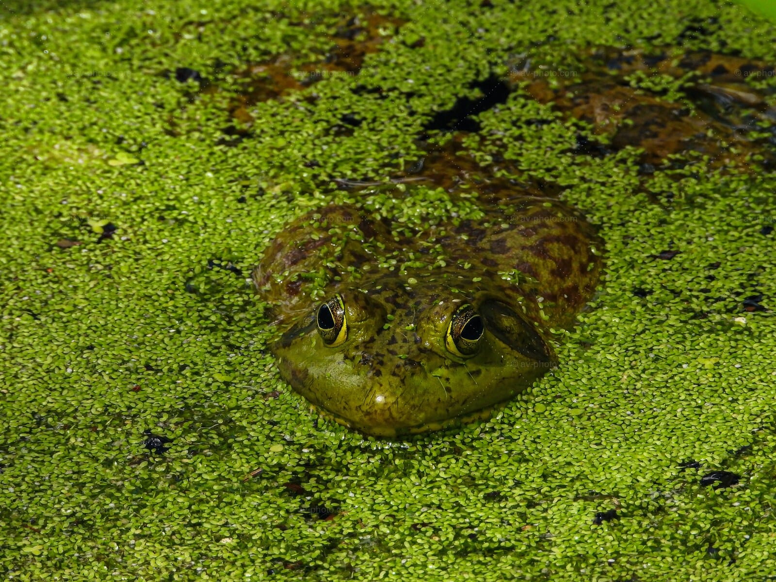 Bullfrog Golden Eyes