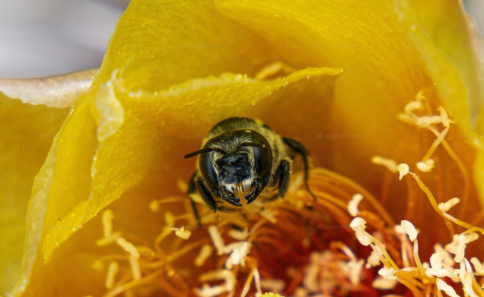 Bee in Cactus Bloom