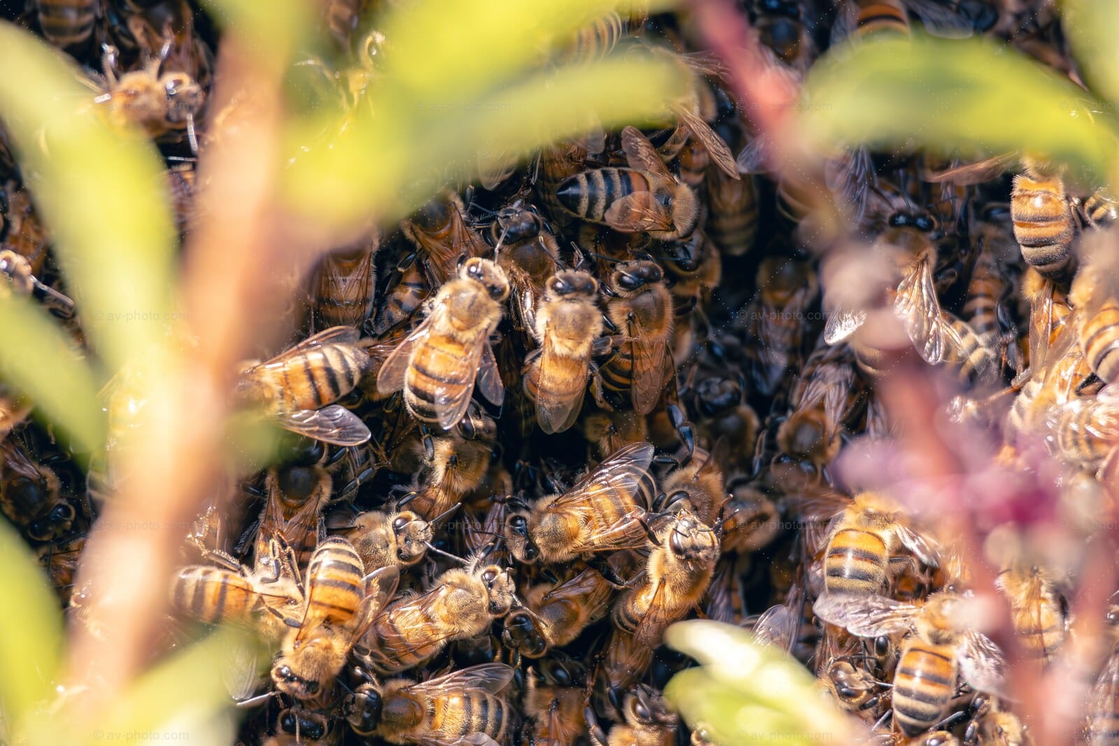 Honeybee Swarm