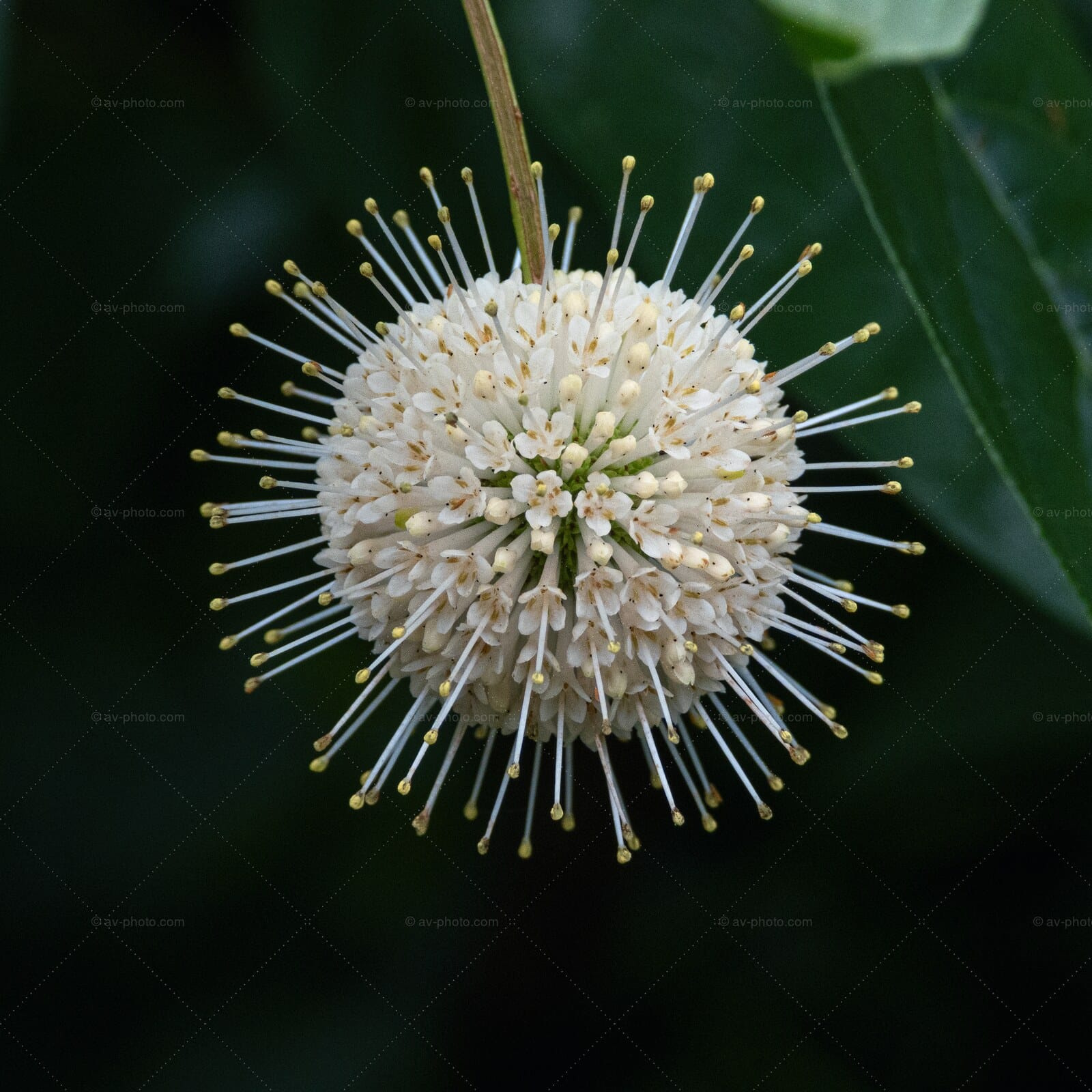 Buttonbush Sphere
