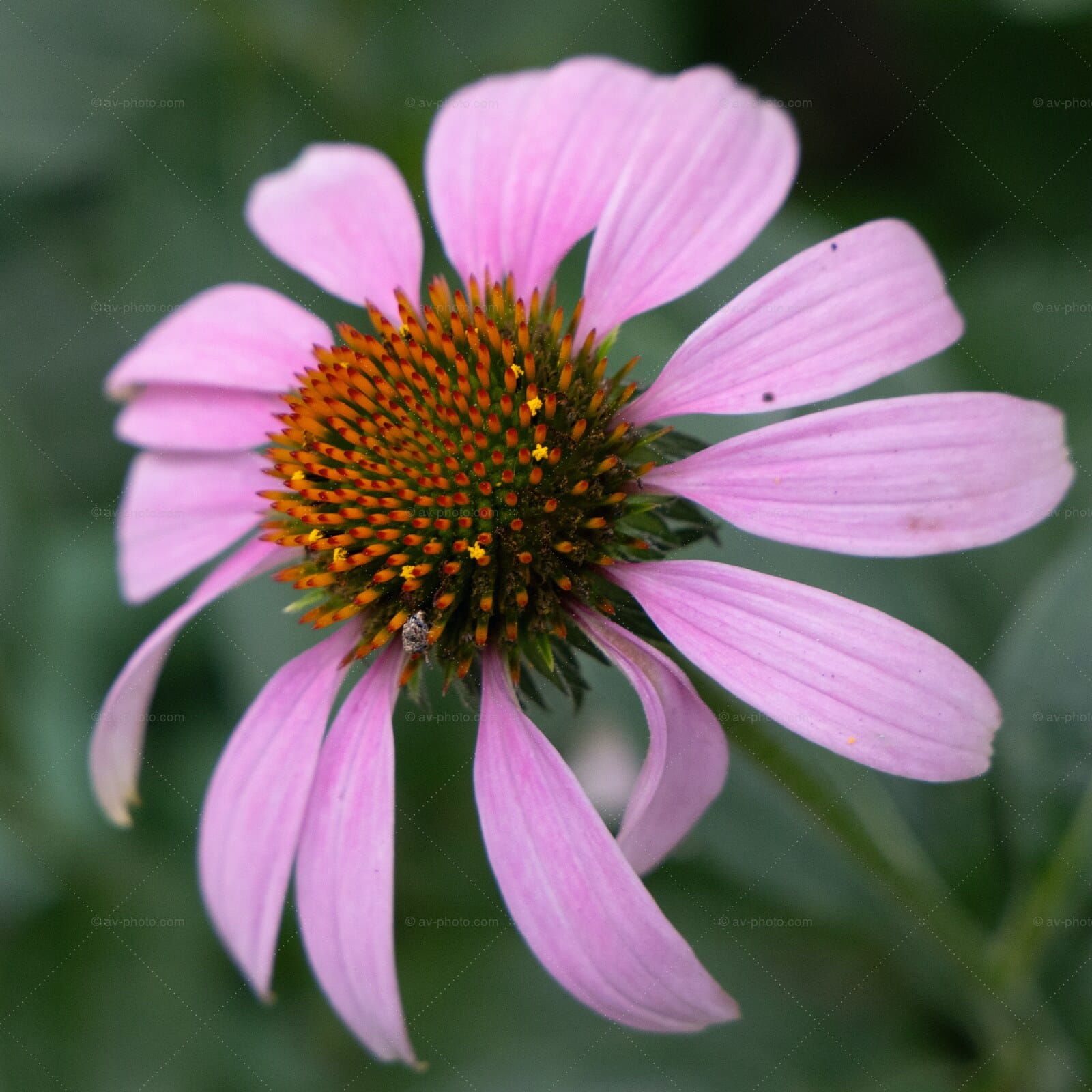 Purple Coneflower