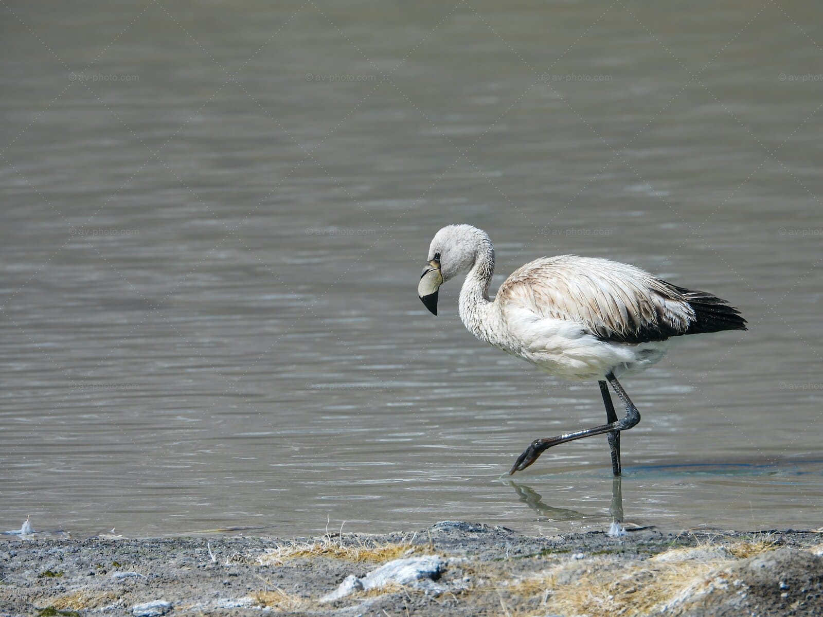 Andean Flamingo Wading