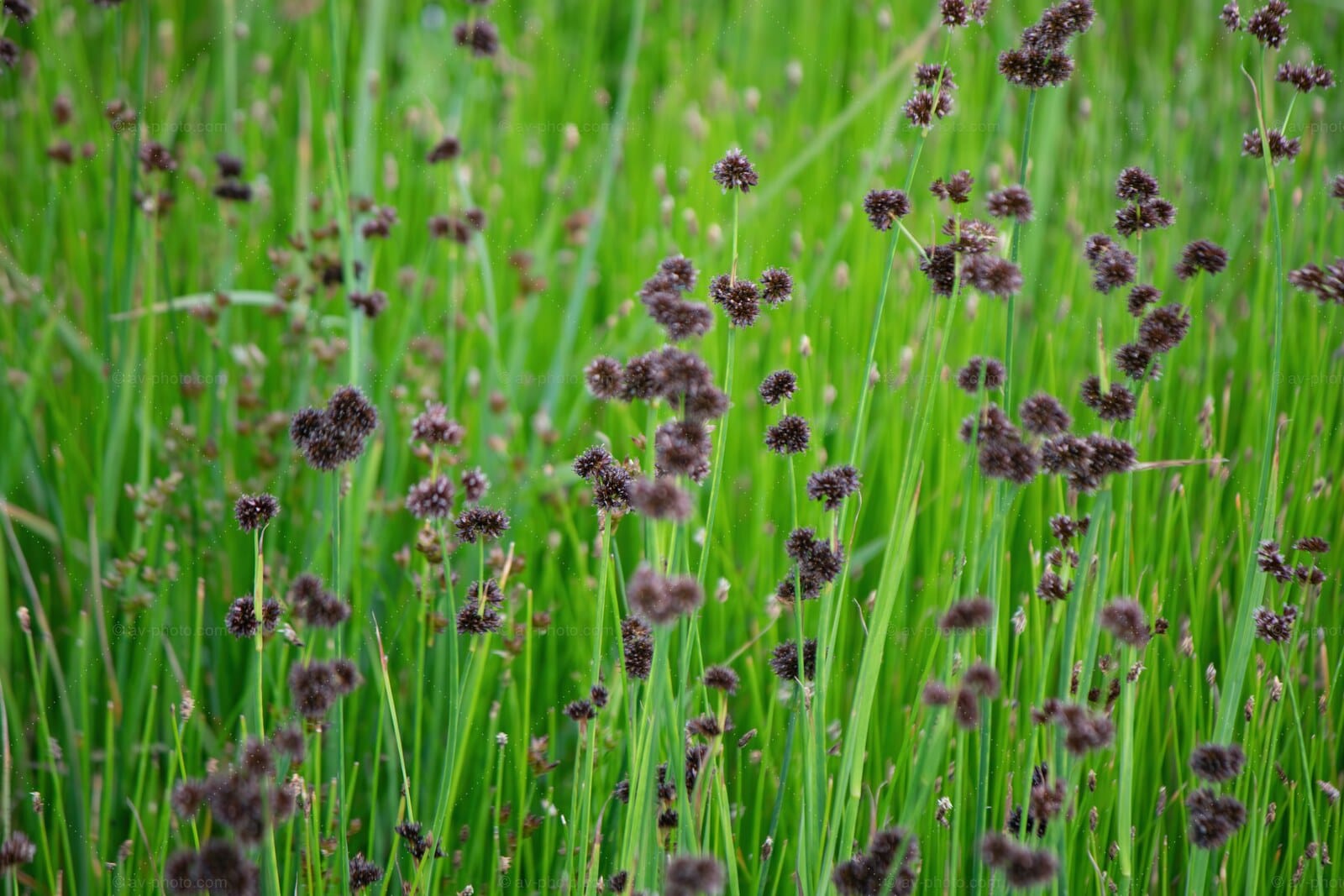 Rush Seed Heads