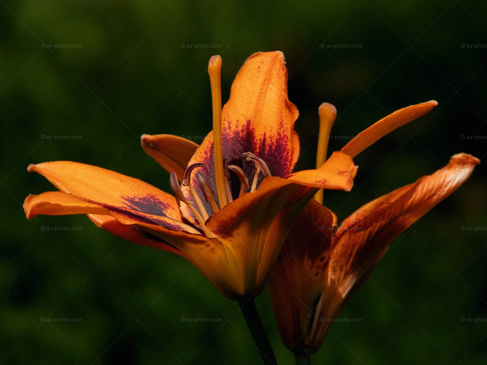 Tiger Lilies Backlit