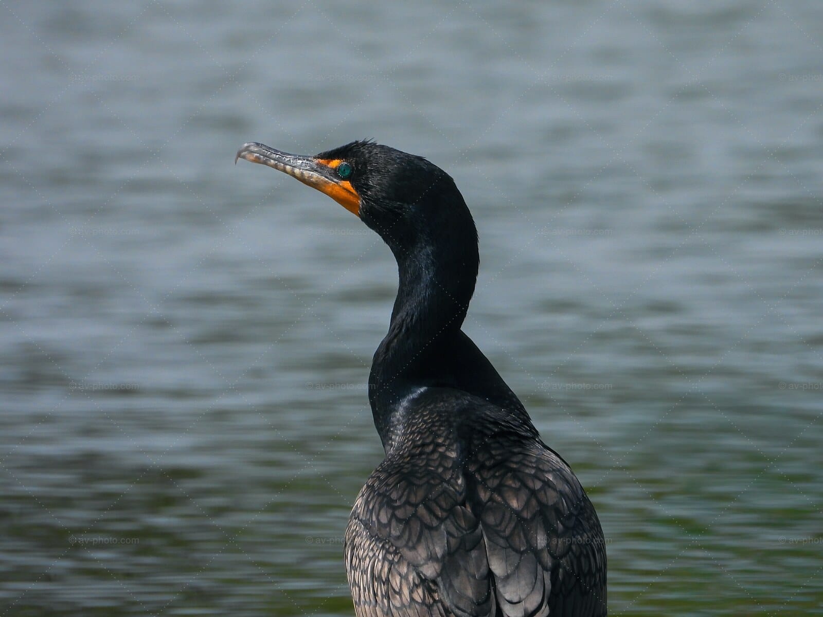 Cormorant Profile