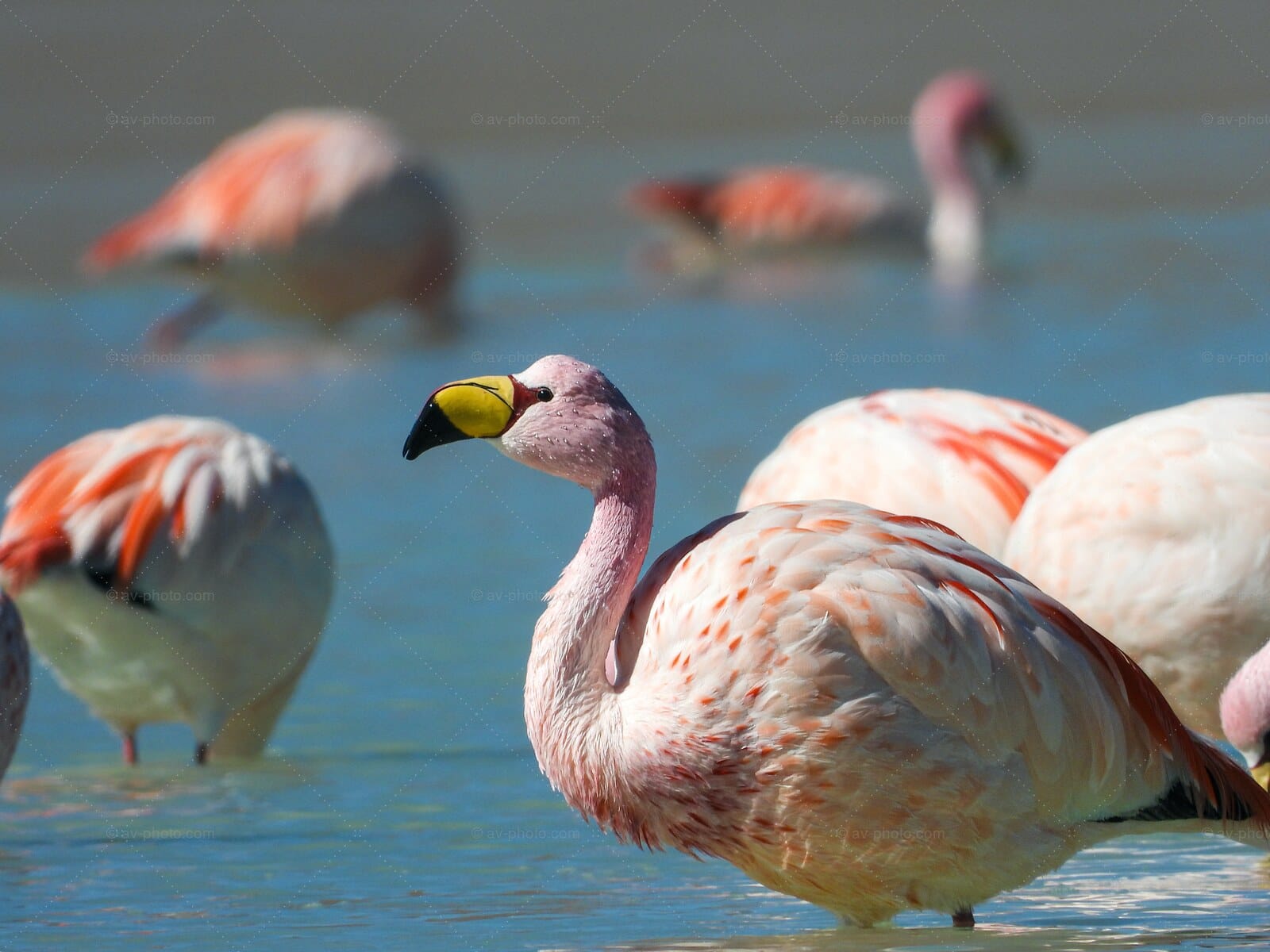 James Flamingo Flock