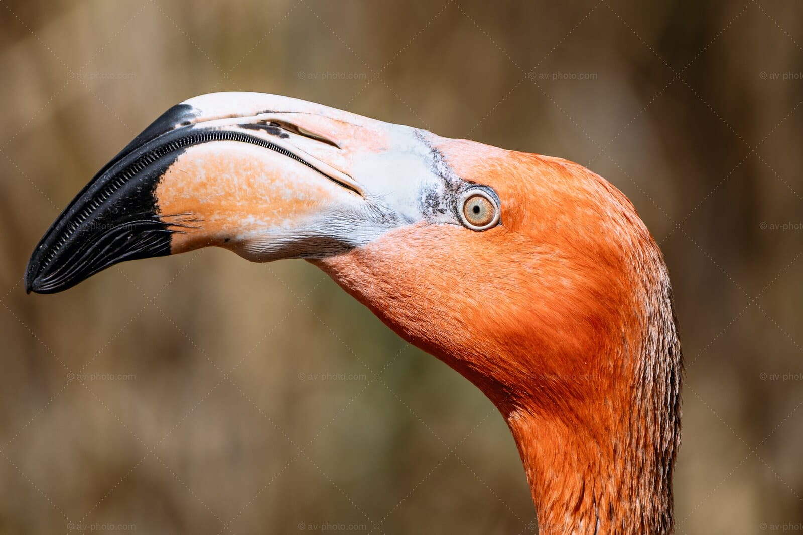 Flamingo Portrait