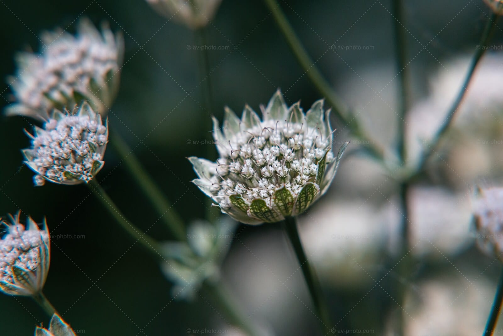 Masterwort Bloom