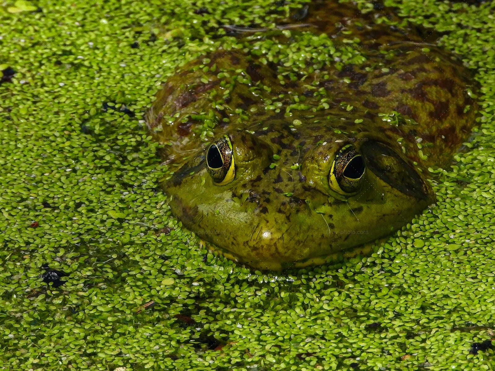 Bullfrog in Duckweed