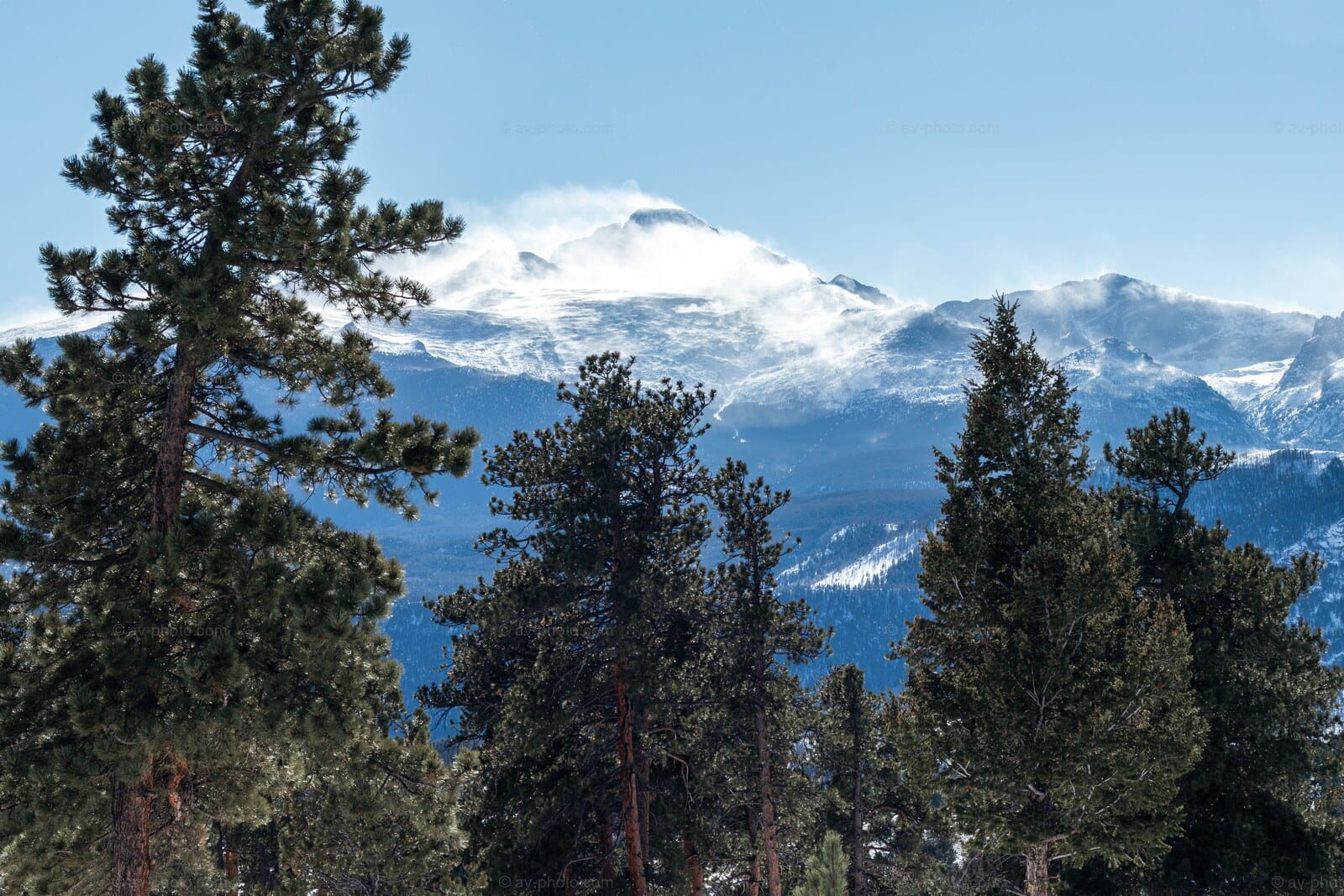 Longs Peak Through Pines