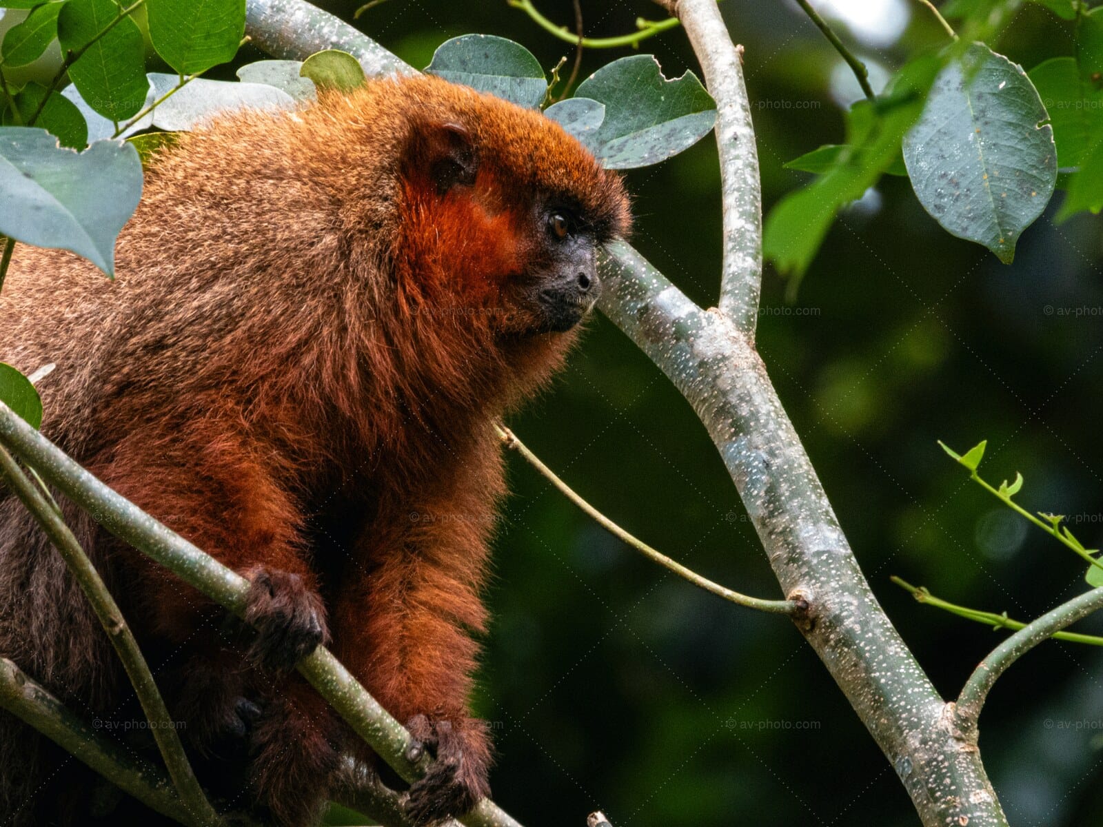 Titi Monkey Canopy