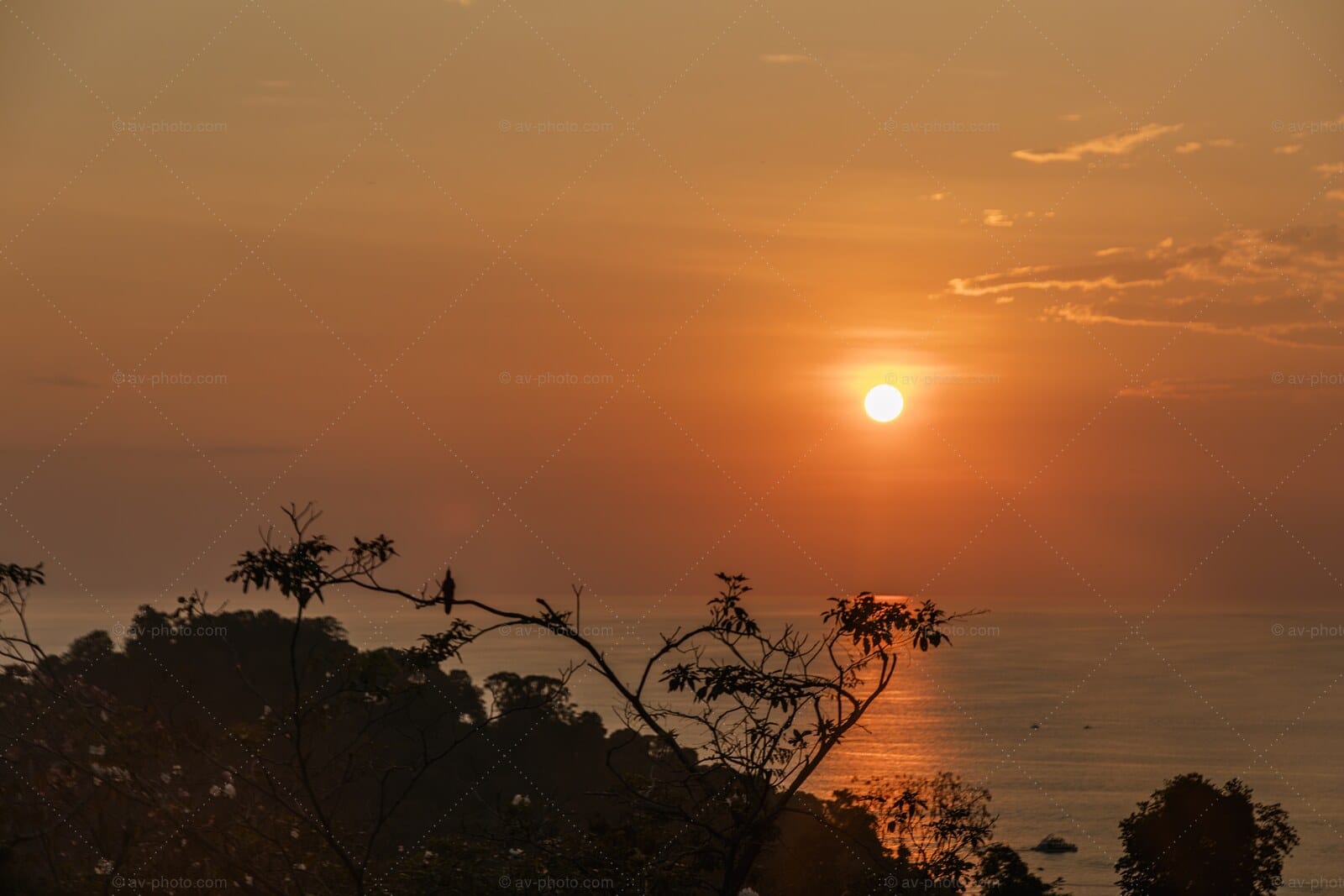 Pacific Jungle Sunset