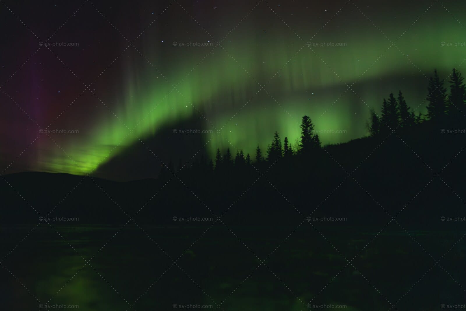 Aurora Arc Over Spruce