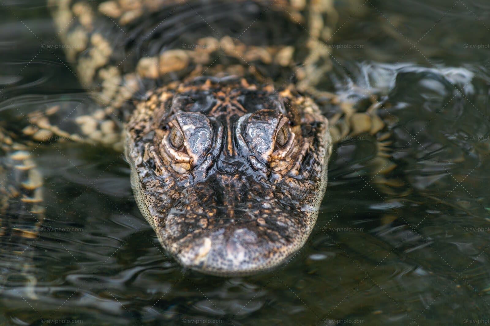 Caiman Eye Level