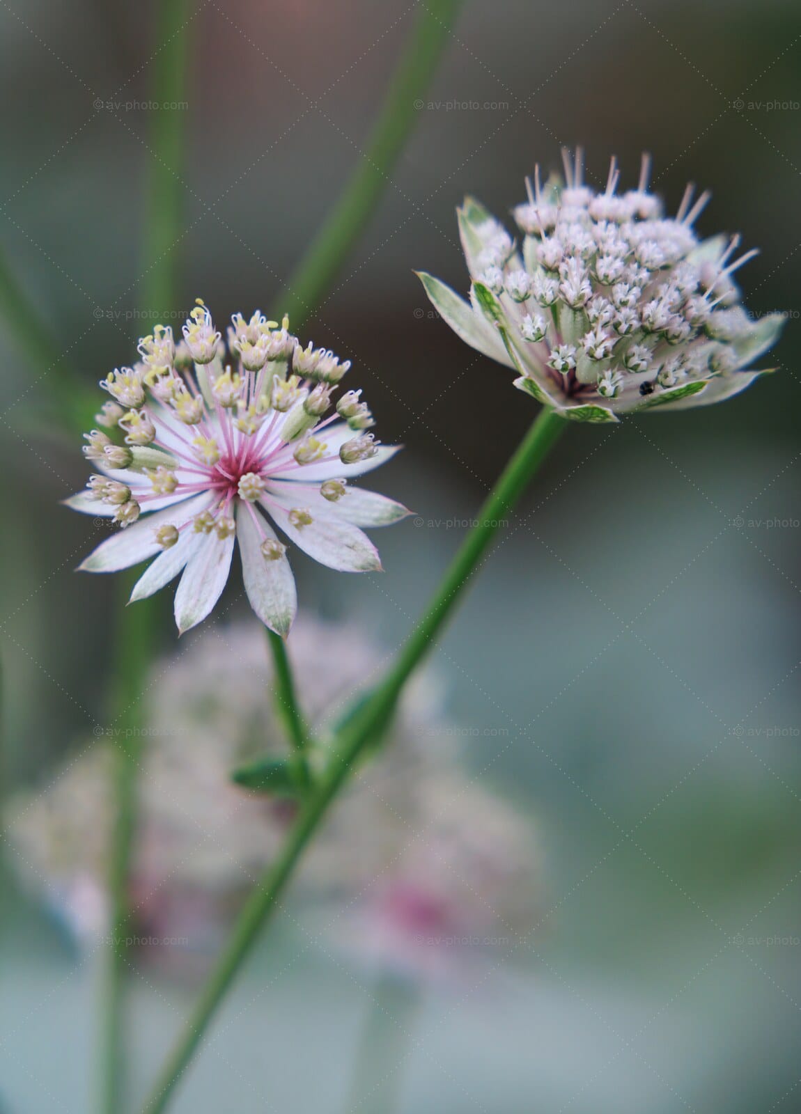 Masterwort Duet