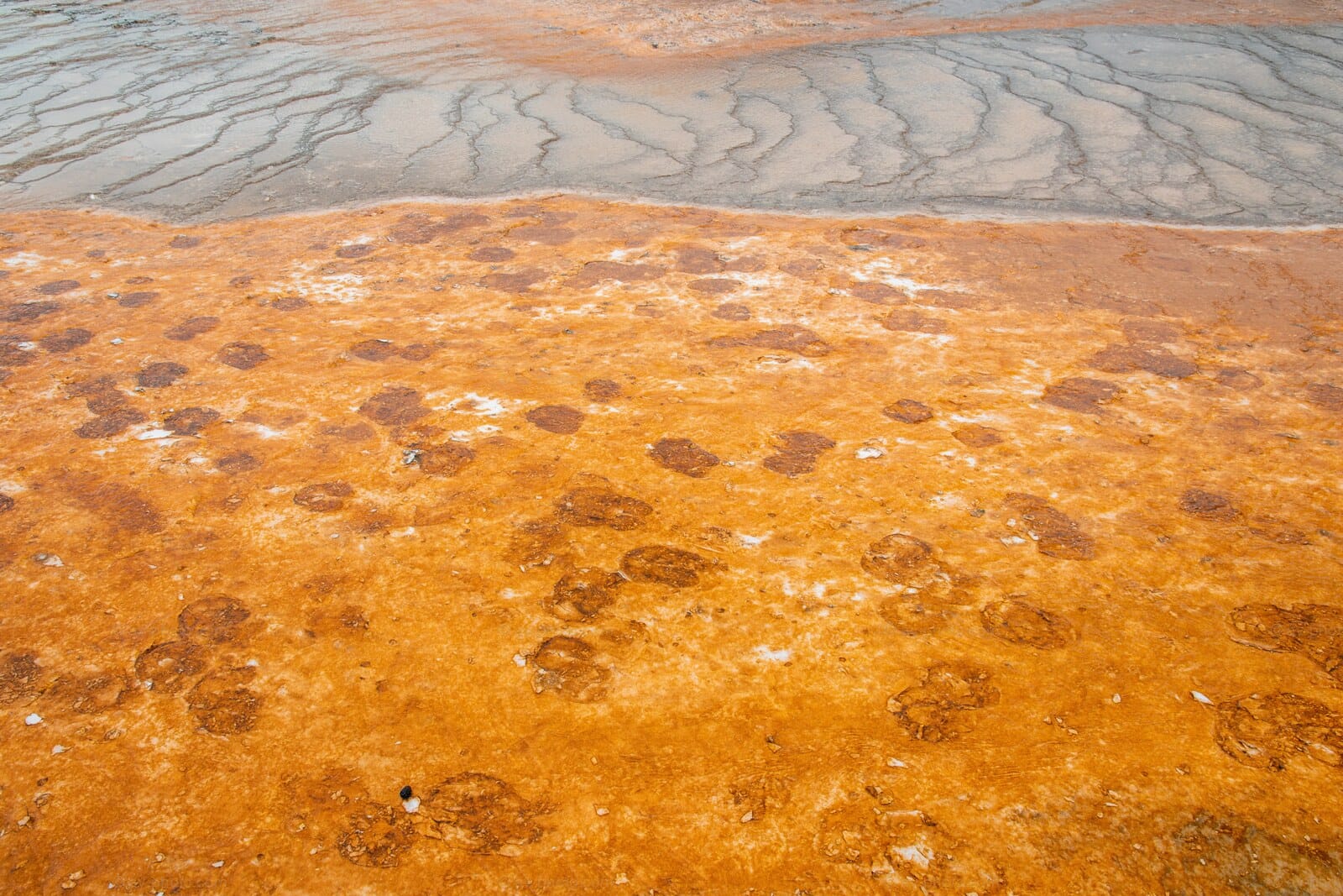 Orange Bacterial Mat